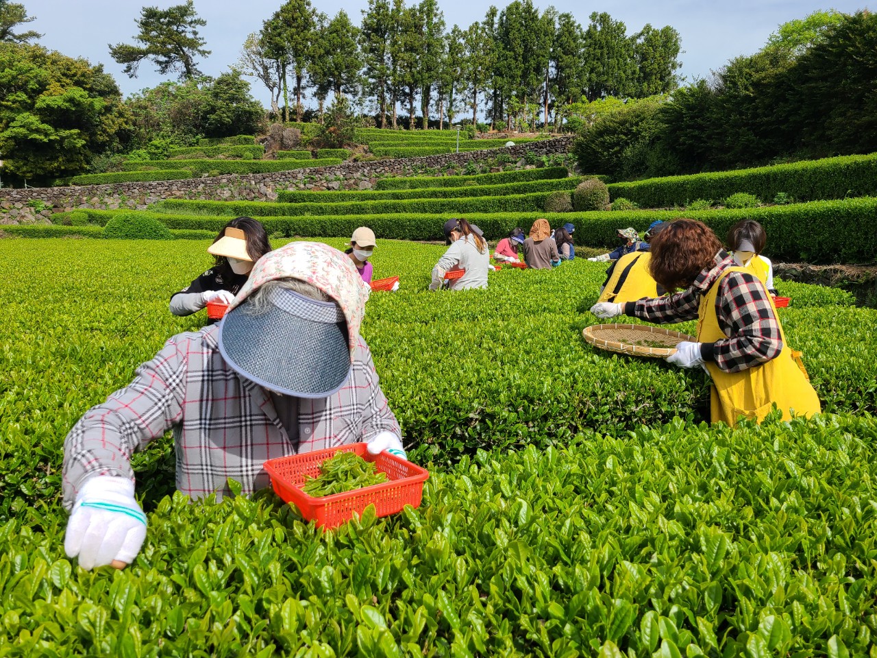 제주녹차 수제차 만들기 체험행사