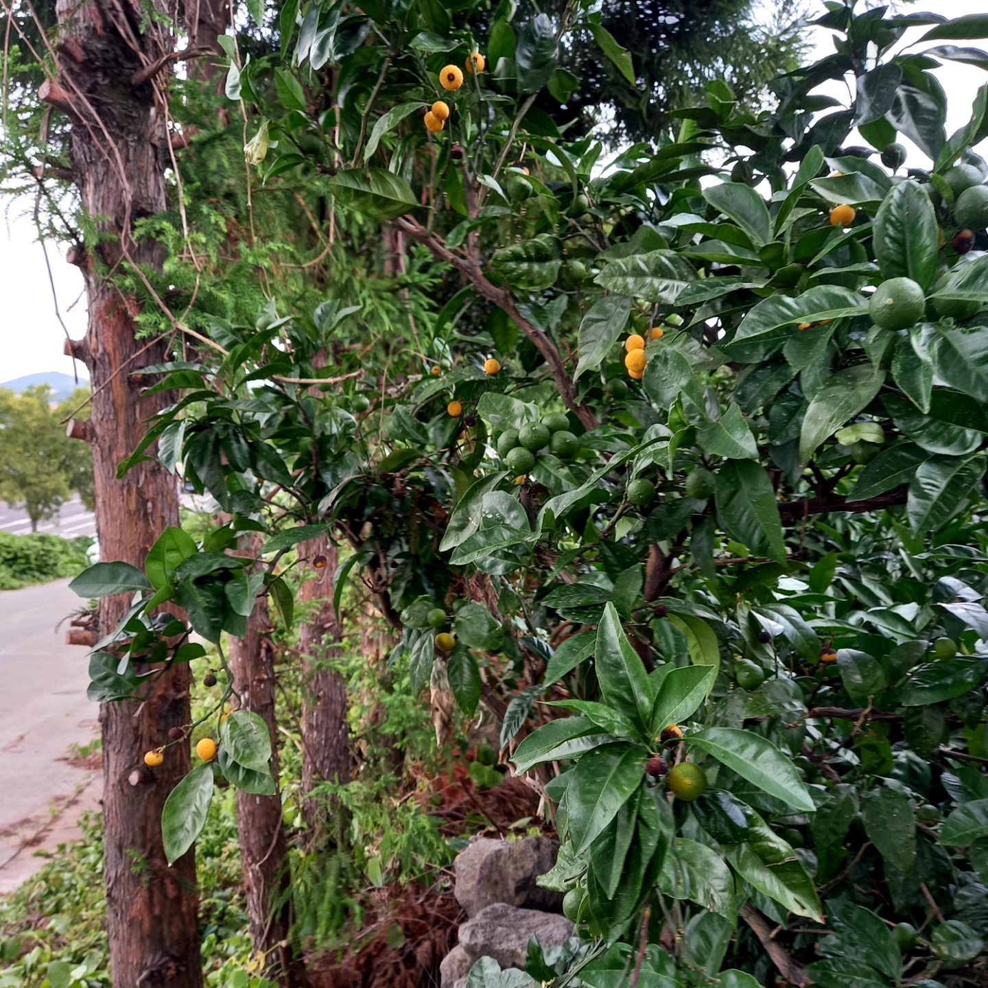 극조생 노지 감귤 생리낙과 문의