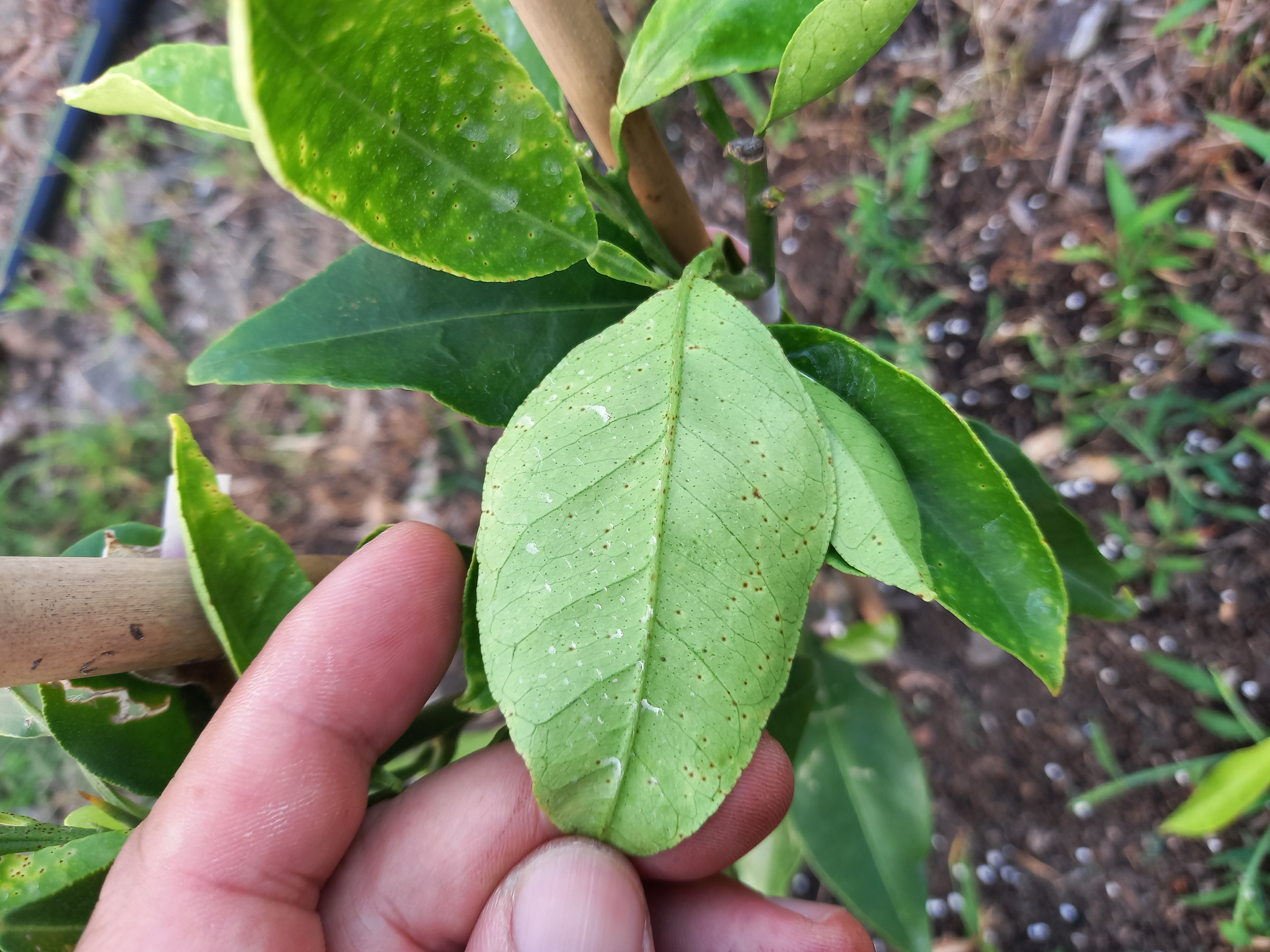 노지 황금향 잎증상