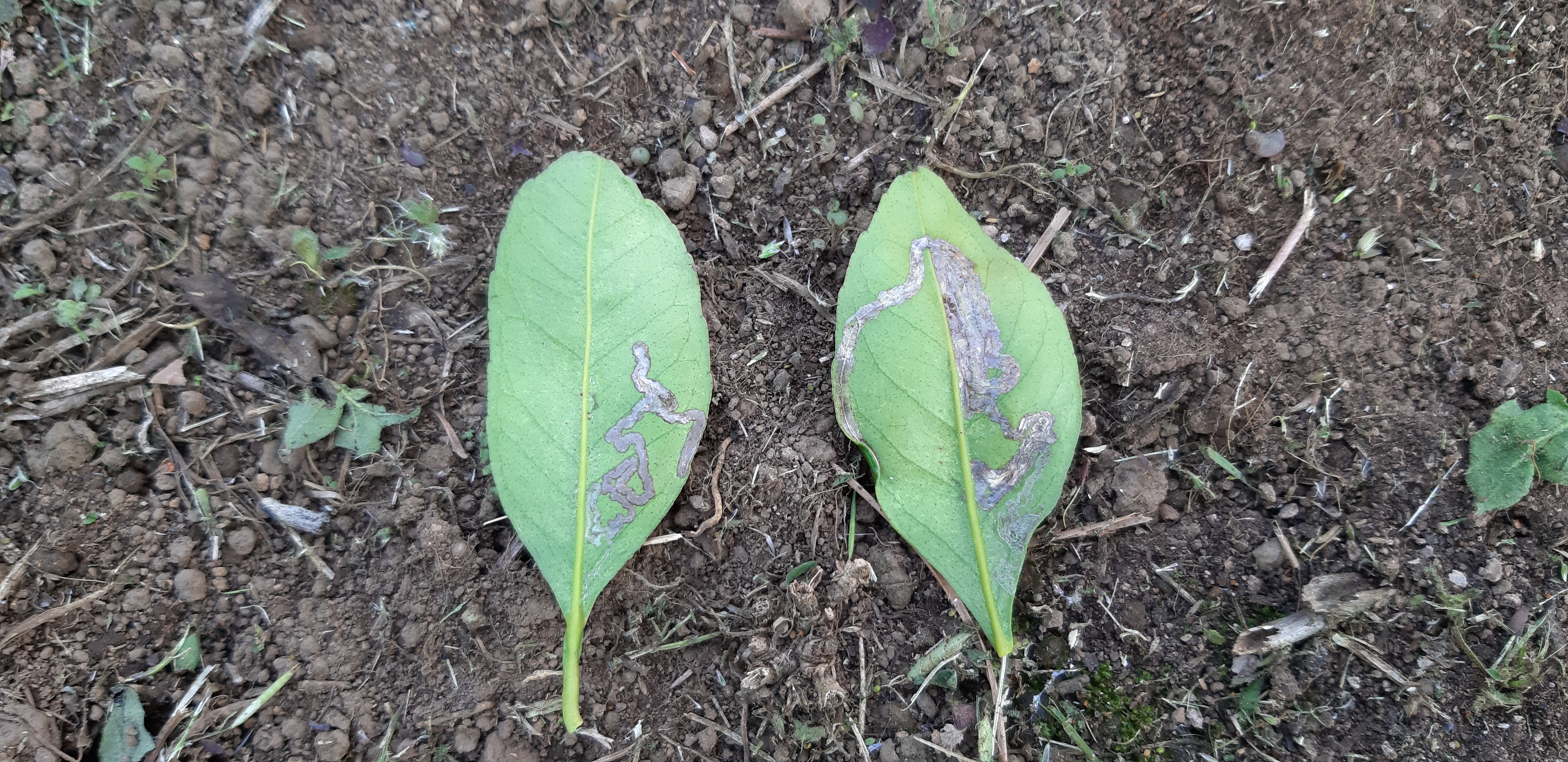 노지 귤 병해충 문의