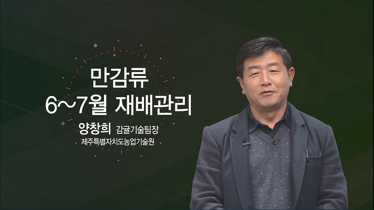 만감류 6~7월 재배관리