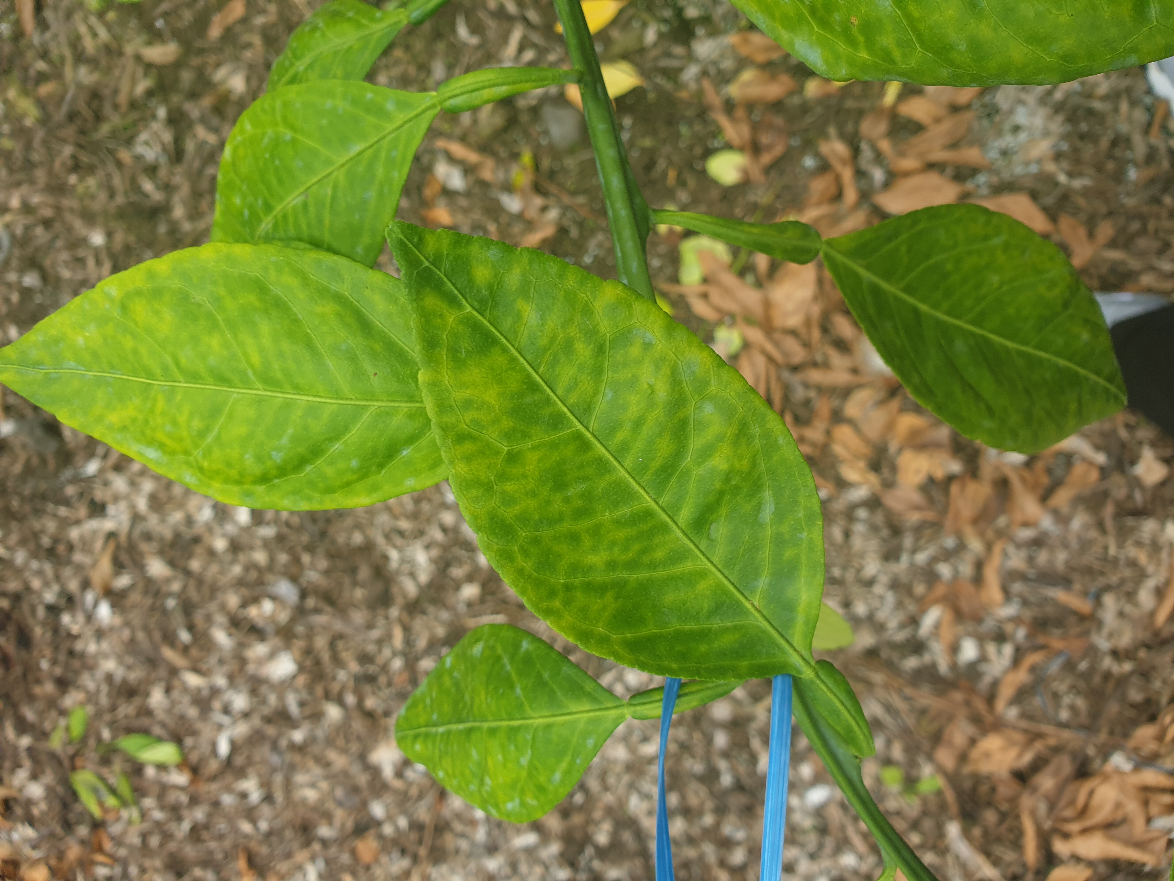 레드향접순관련