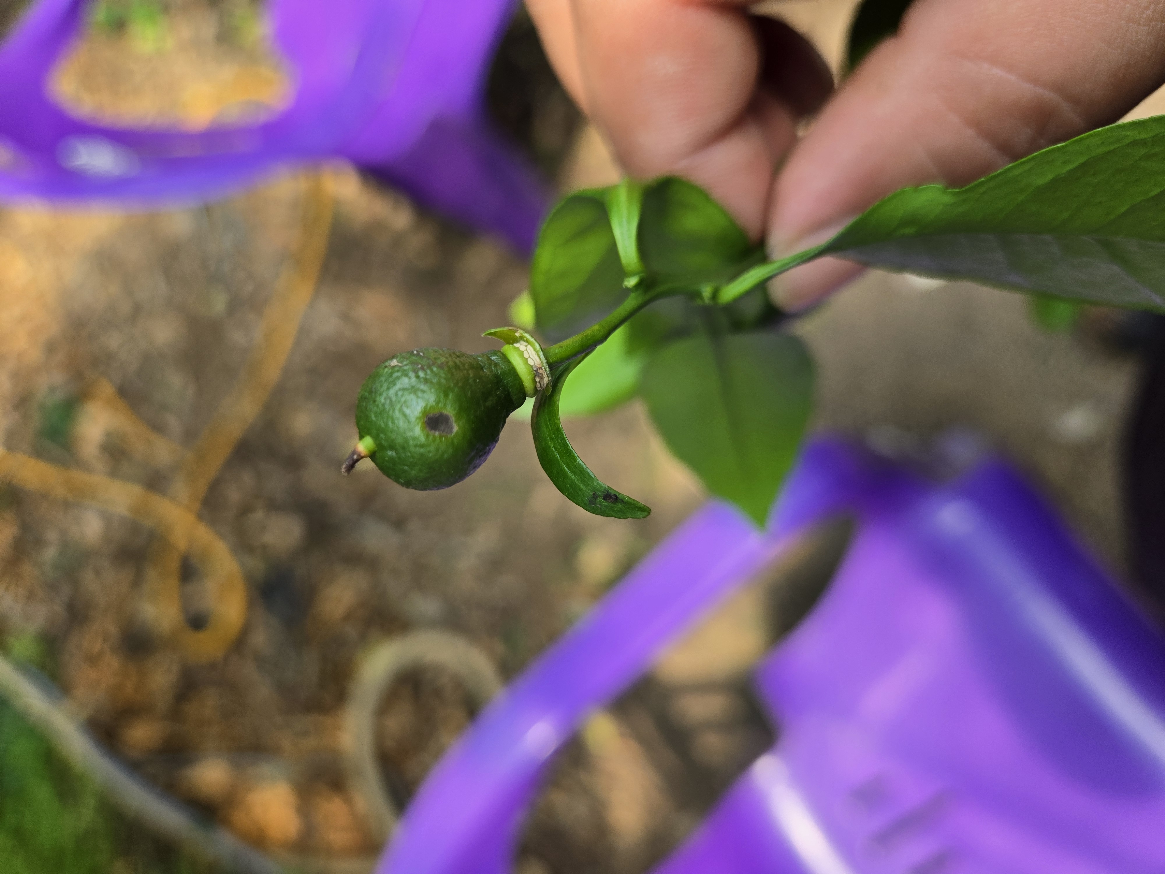 한라봉 열매 문의