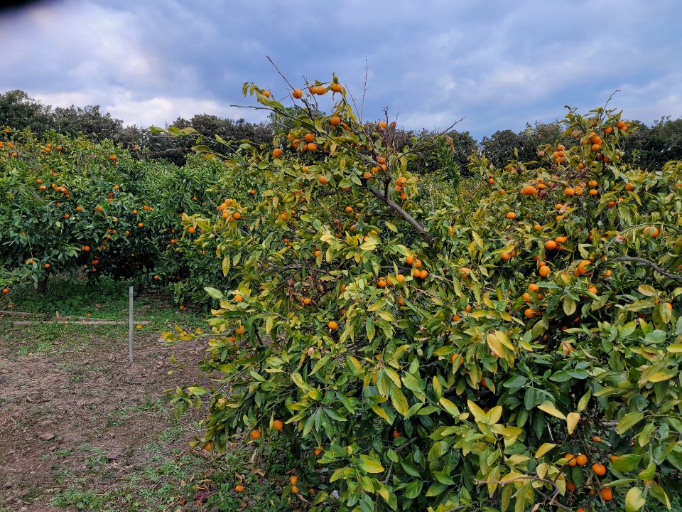 감귤나무 상태 및 처리방법 문의