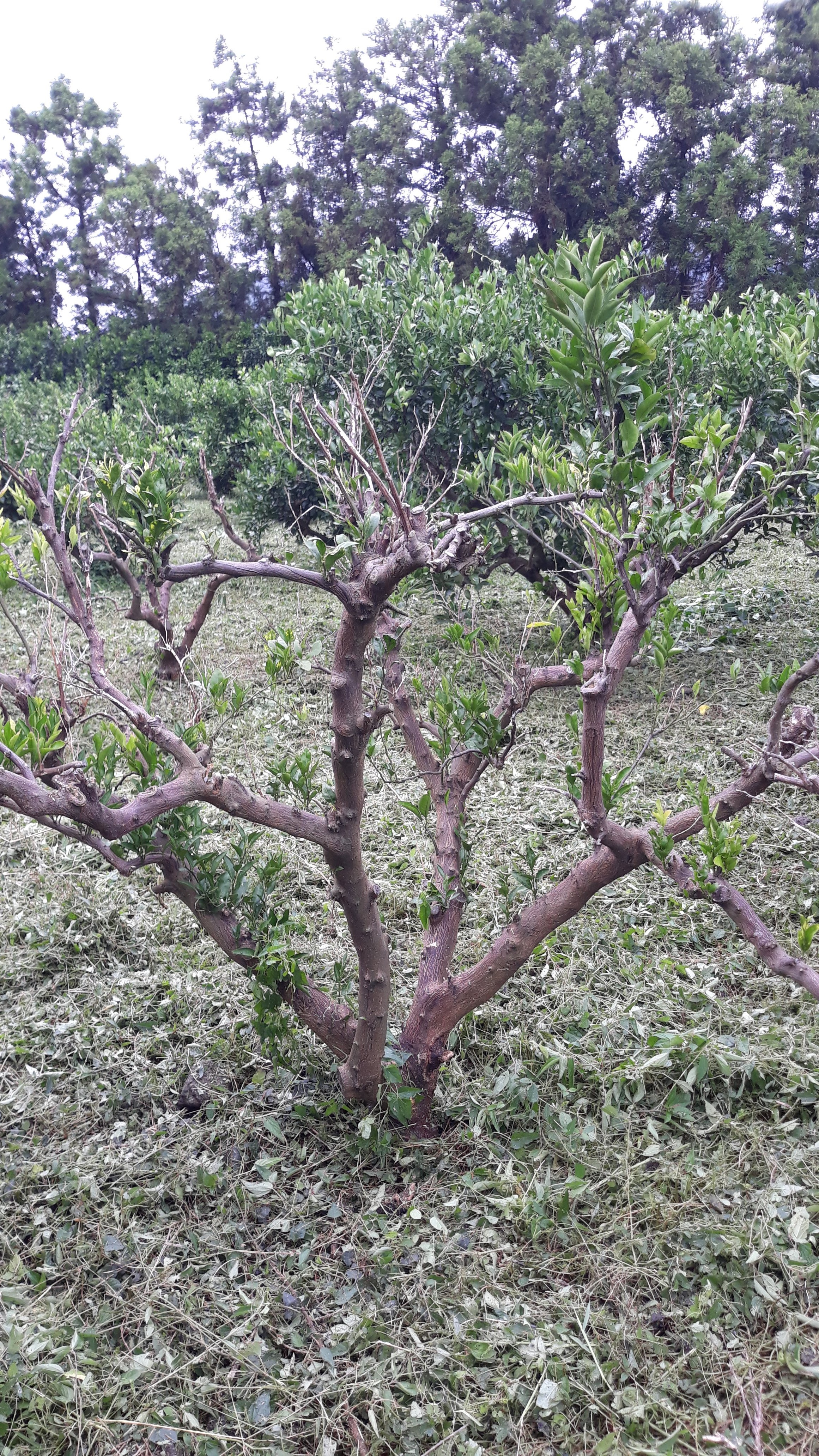 귤나무가 자꾸 죽어갑니다.