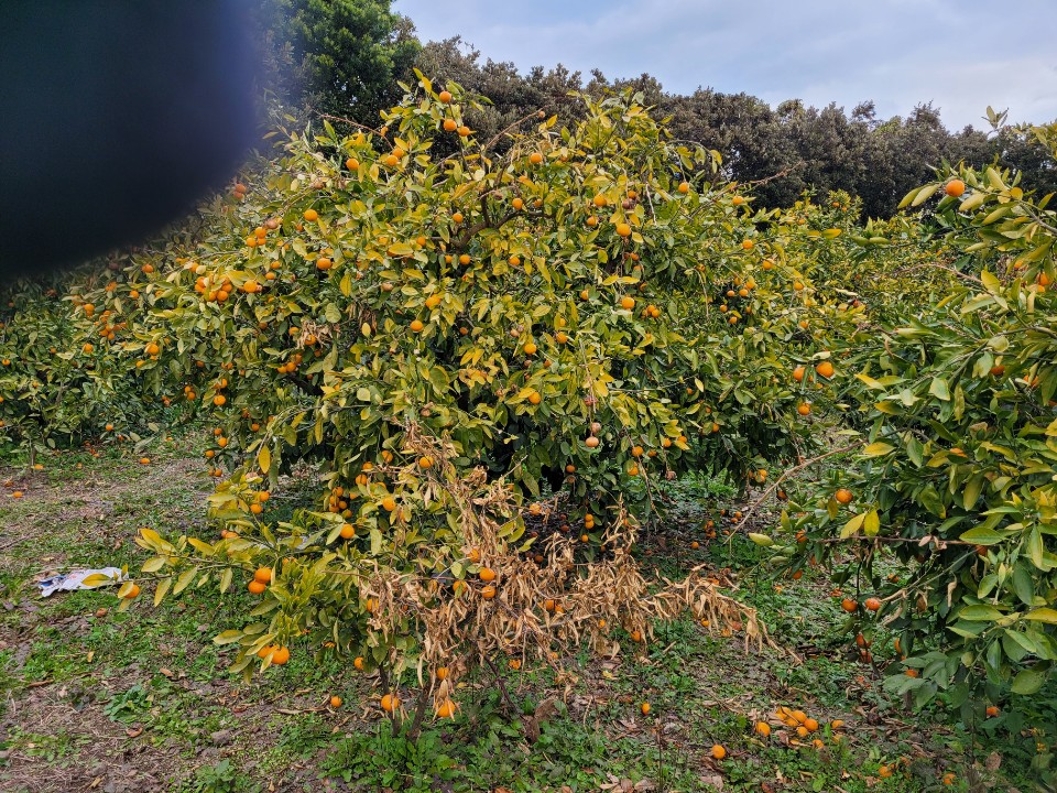 감귤나무 상태 및 처리방법 문의
