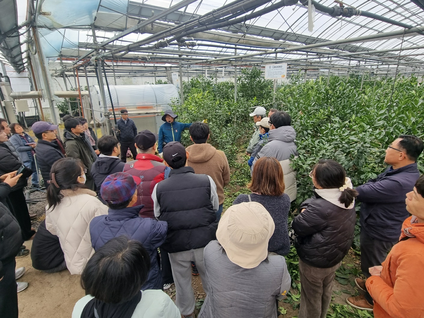 2024년 감귤 정지·전정교육