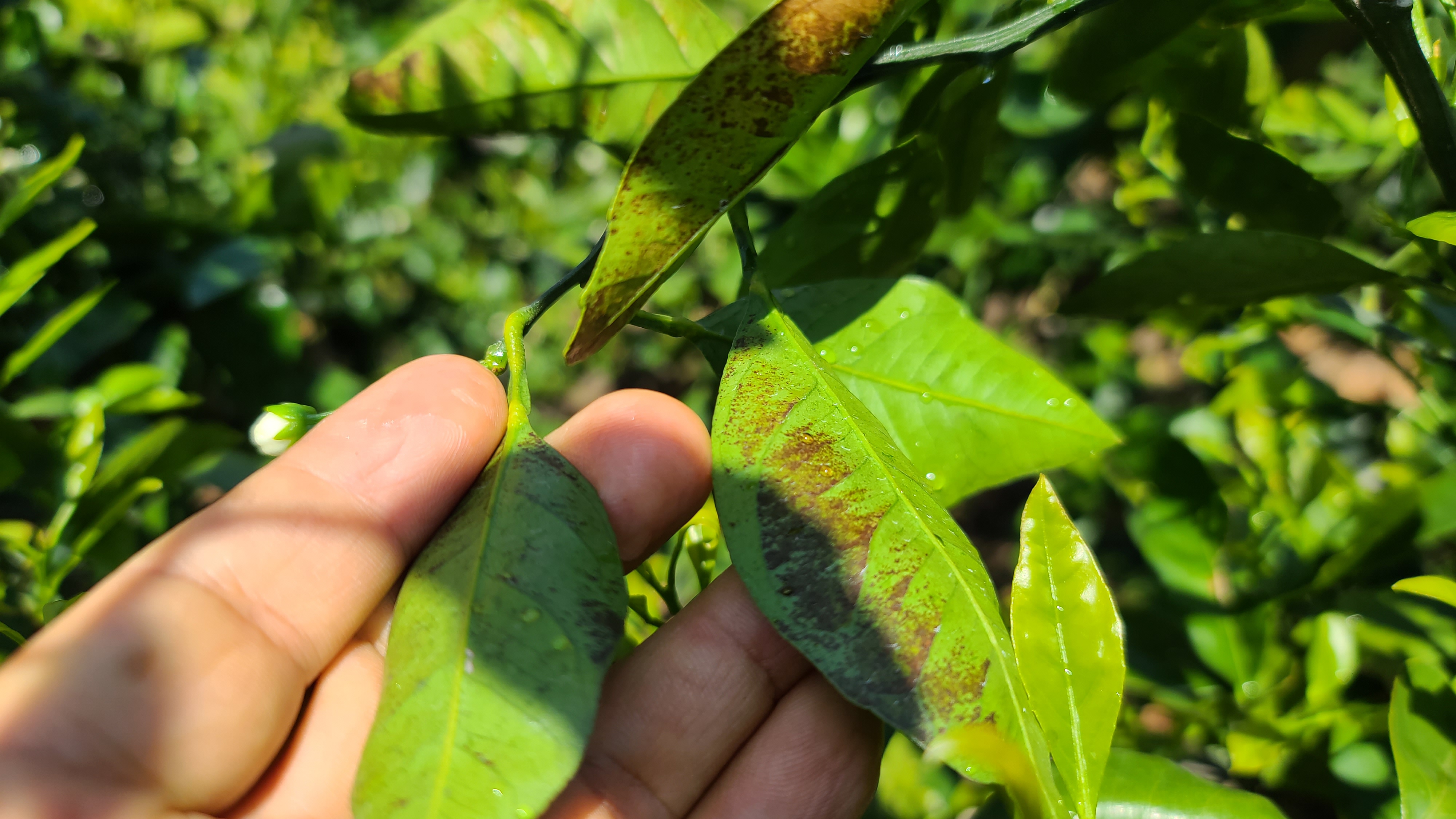 병충해 진단 및 방제에 대하여 문의 드립니다.