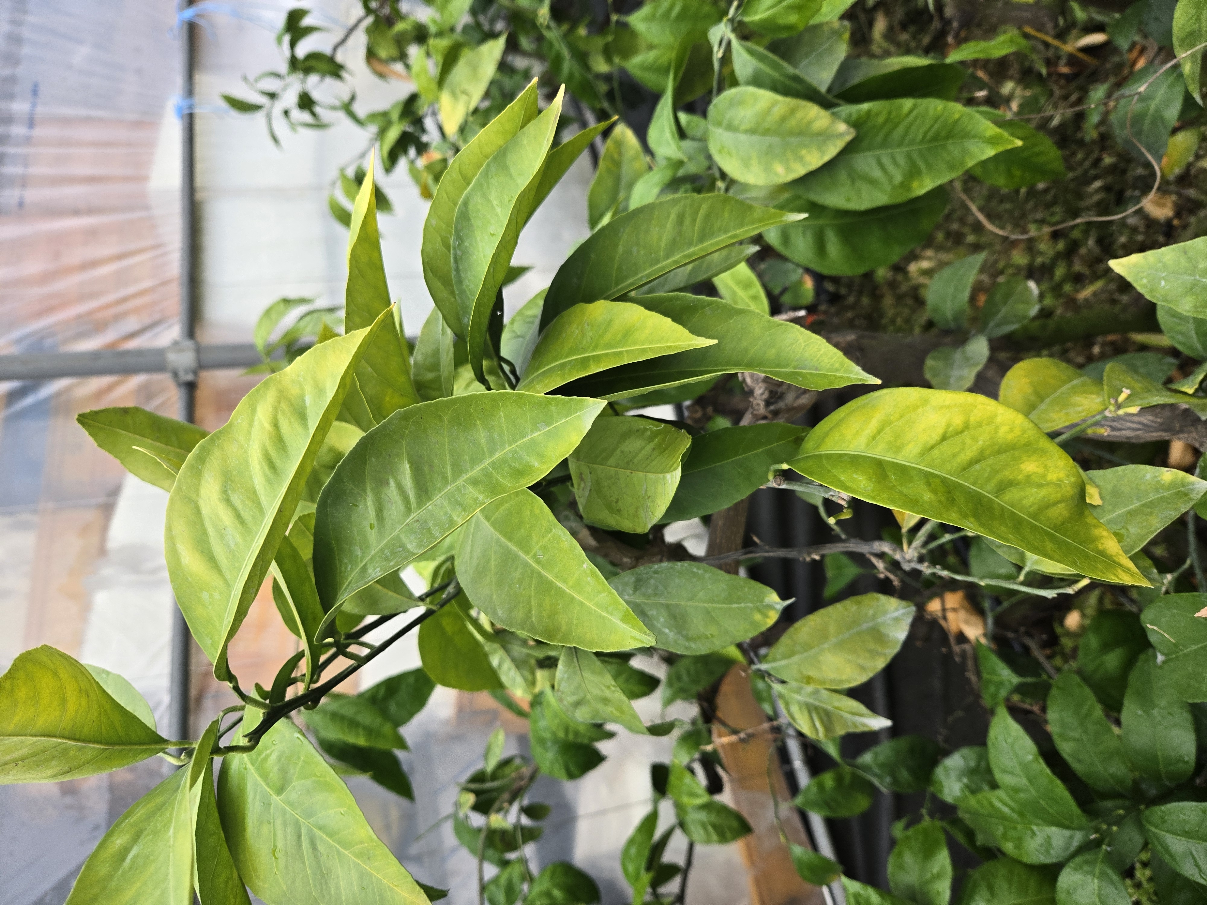 일남일호 나뭇잎 색 문의