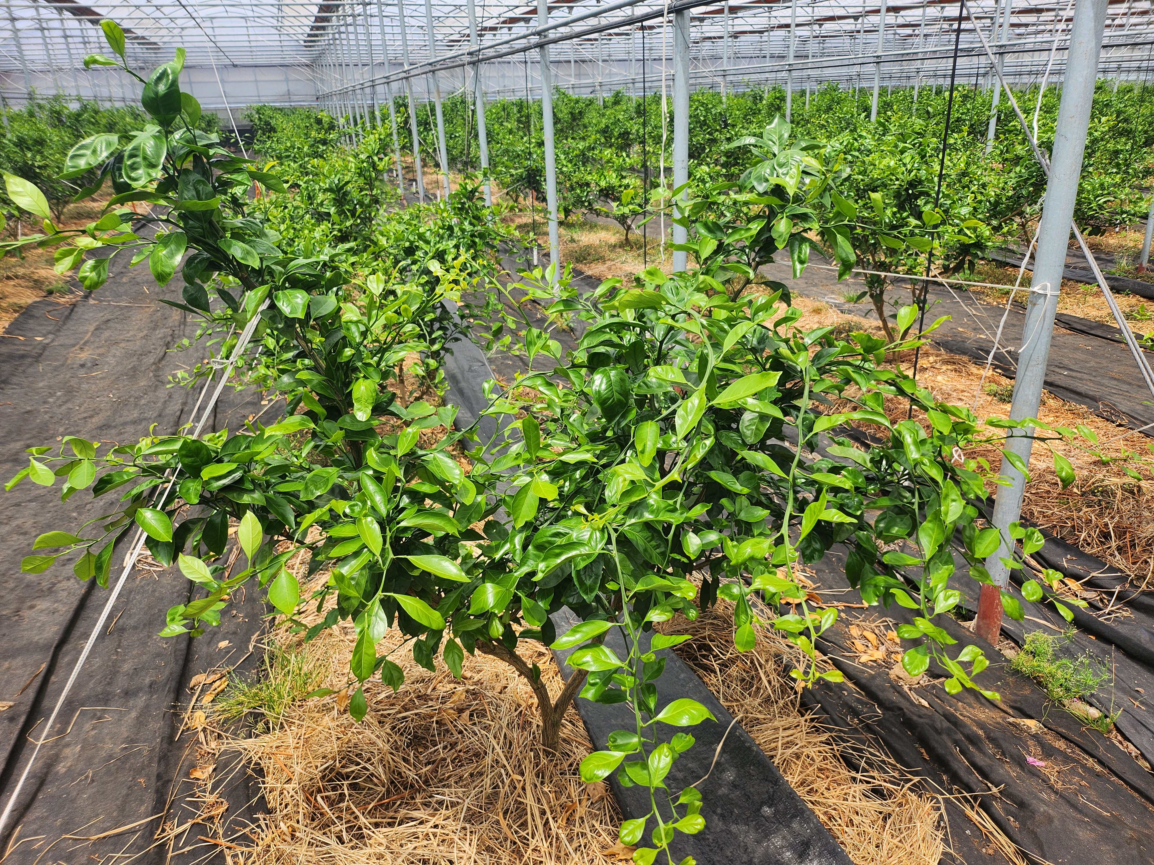 유라조생 봄순 생리 장애 문의