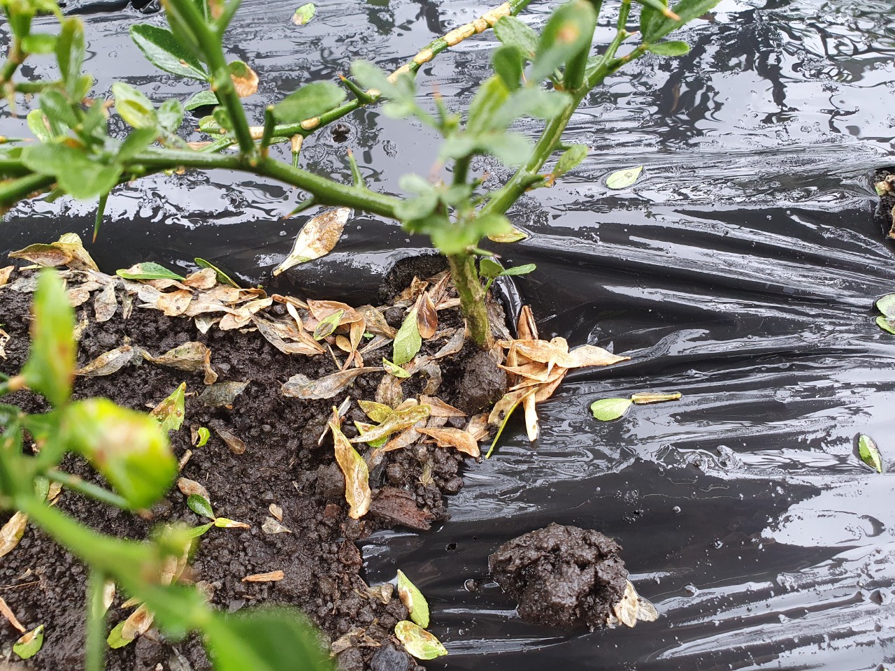 탱자병해 관련 문의 입니다.