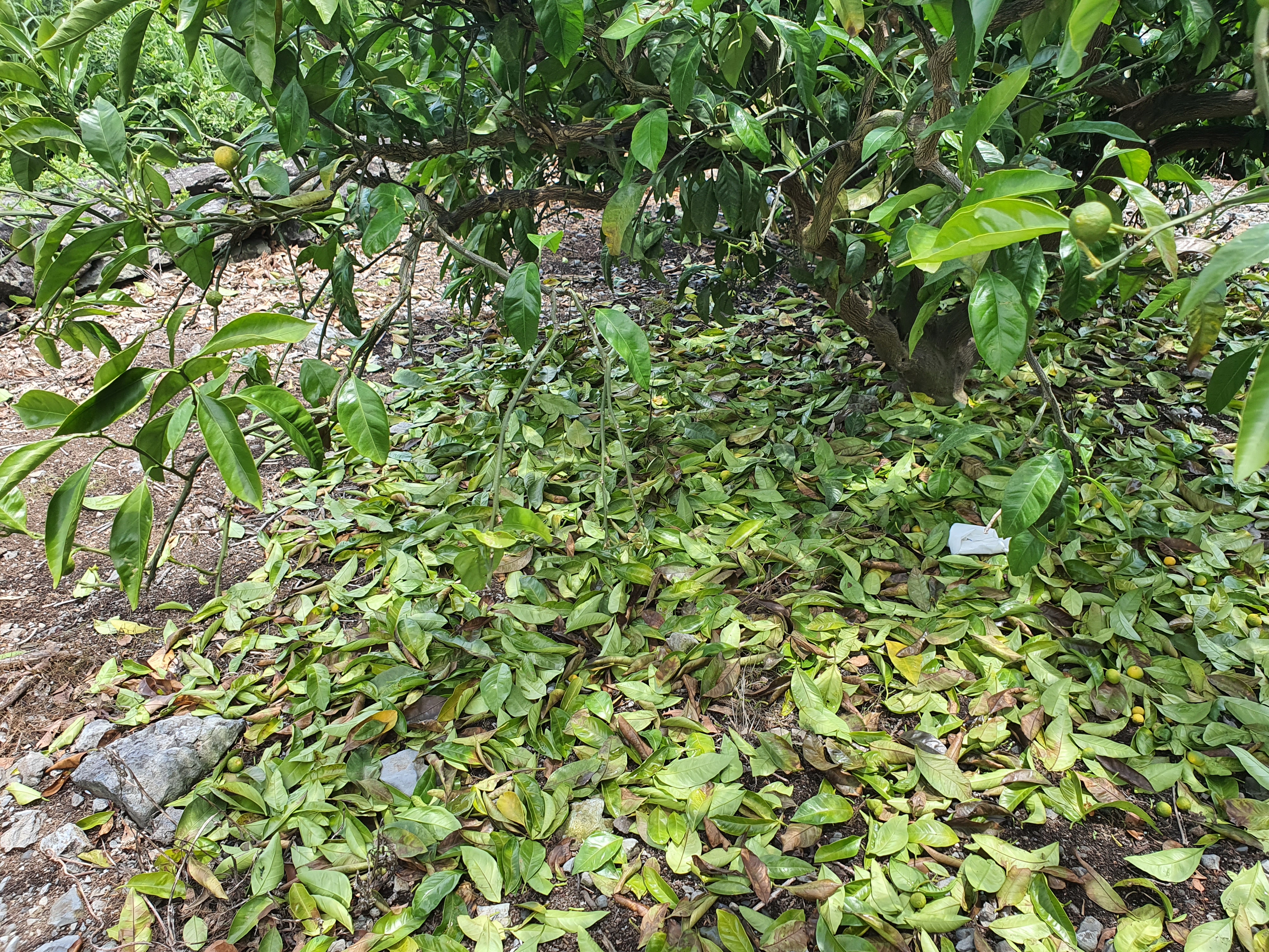 감귤잎이 떨어져요