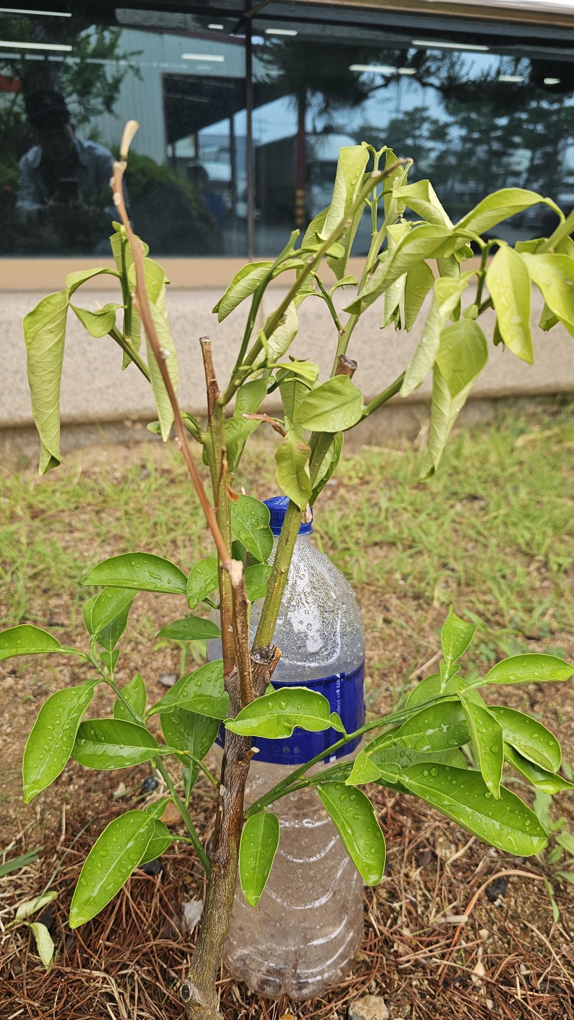 하귤나무 줄기 병에 대한 문의