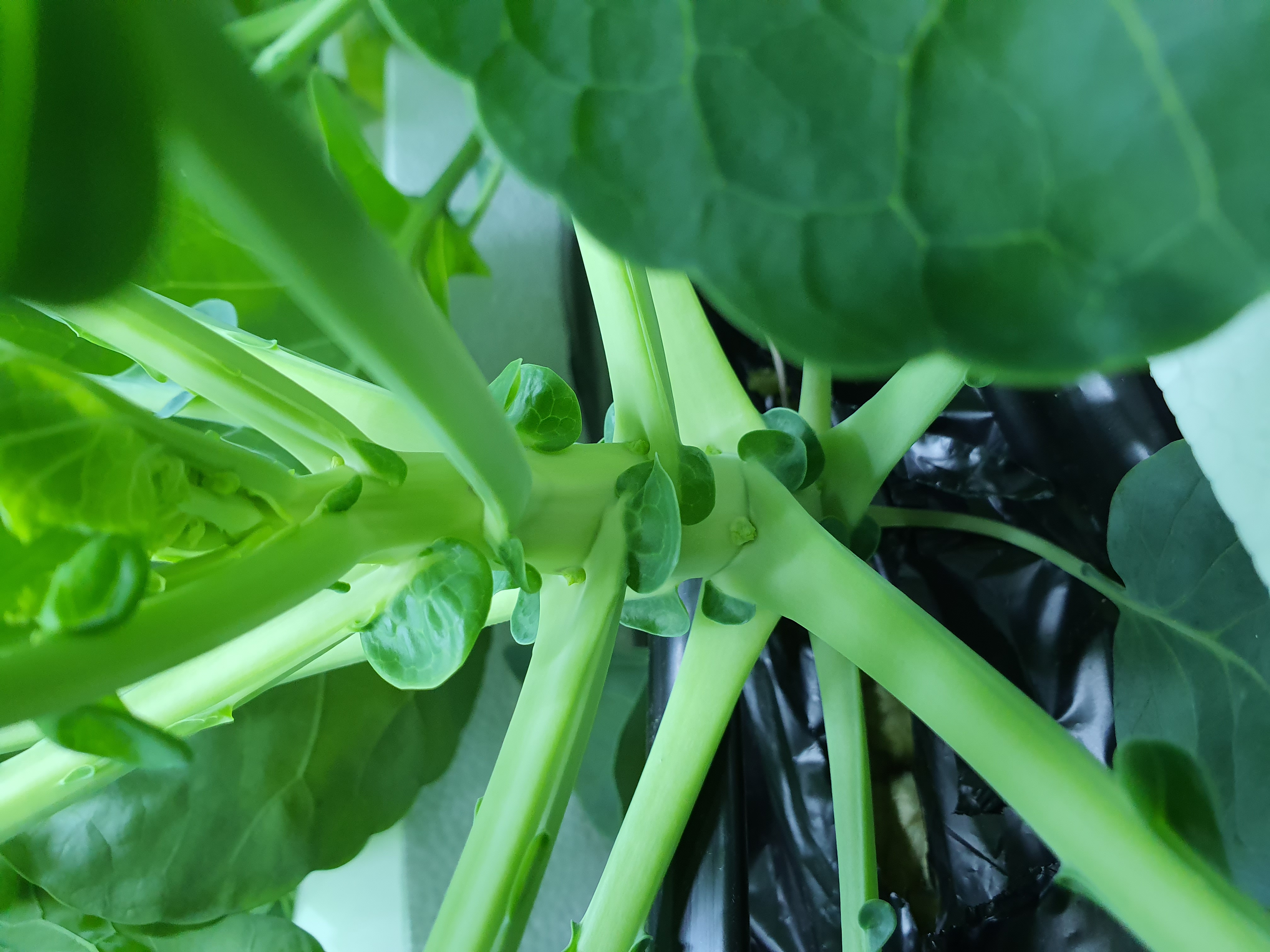 방울양배추 결구를 위한 노엽 제거?