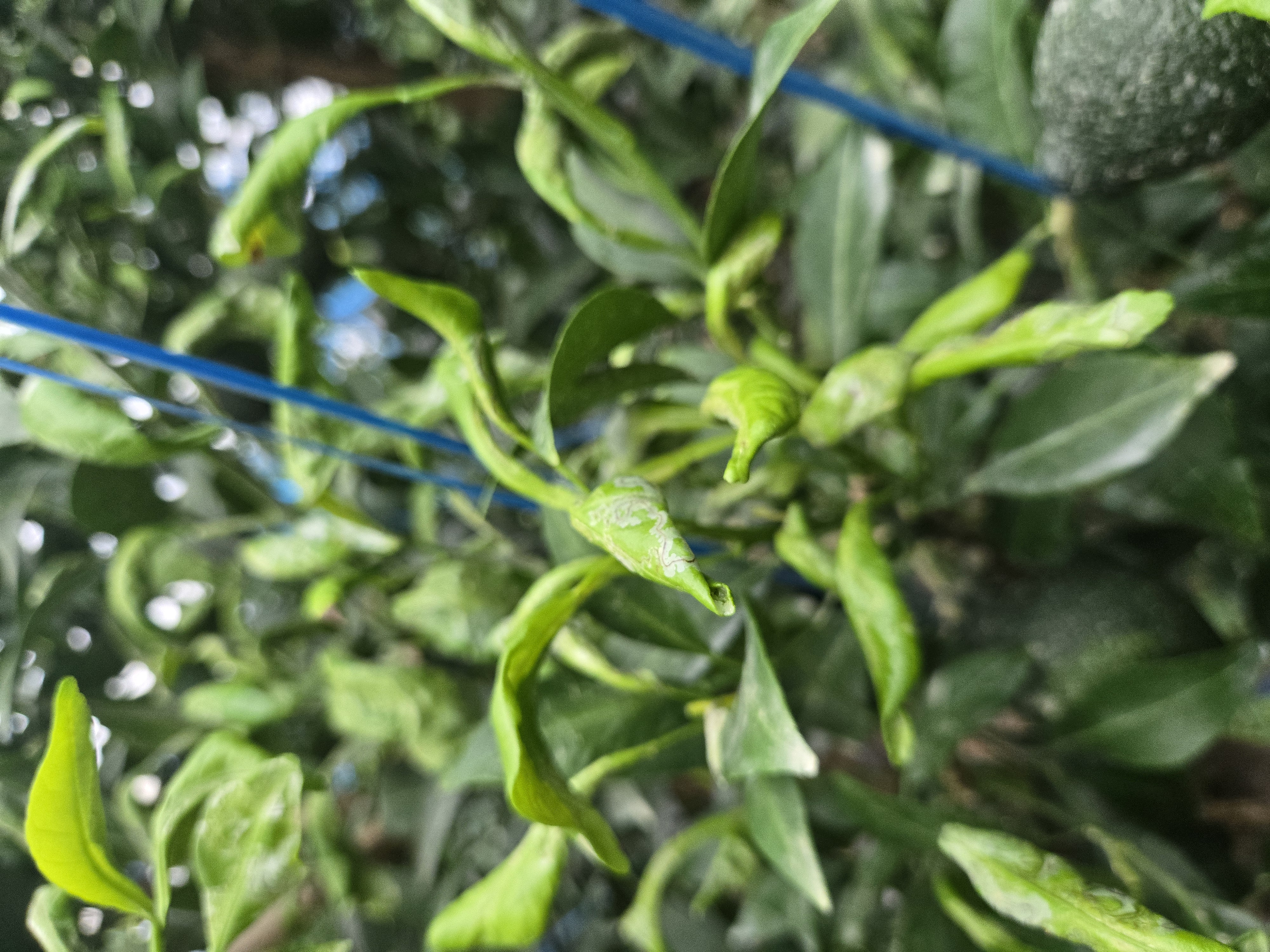 한라봉 열매 및 잎 문의