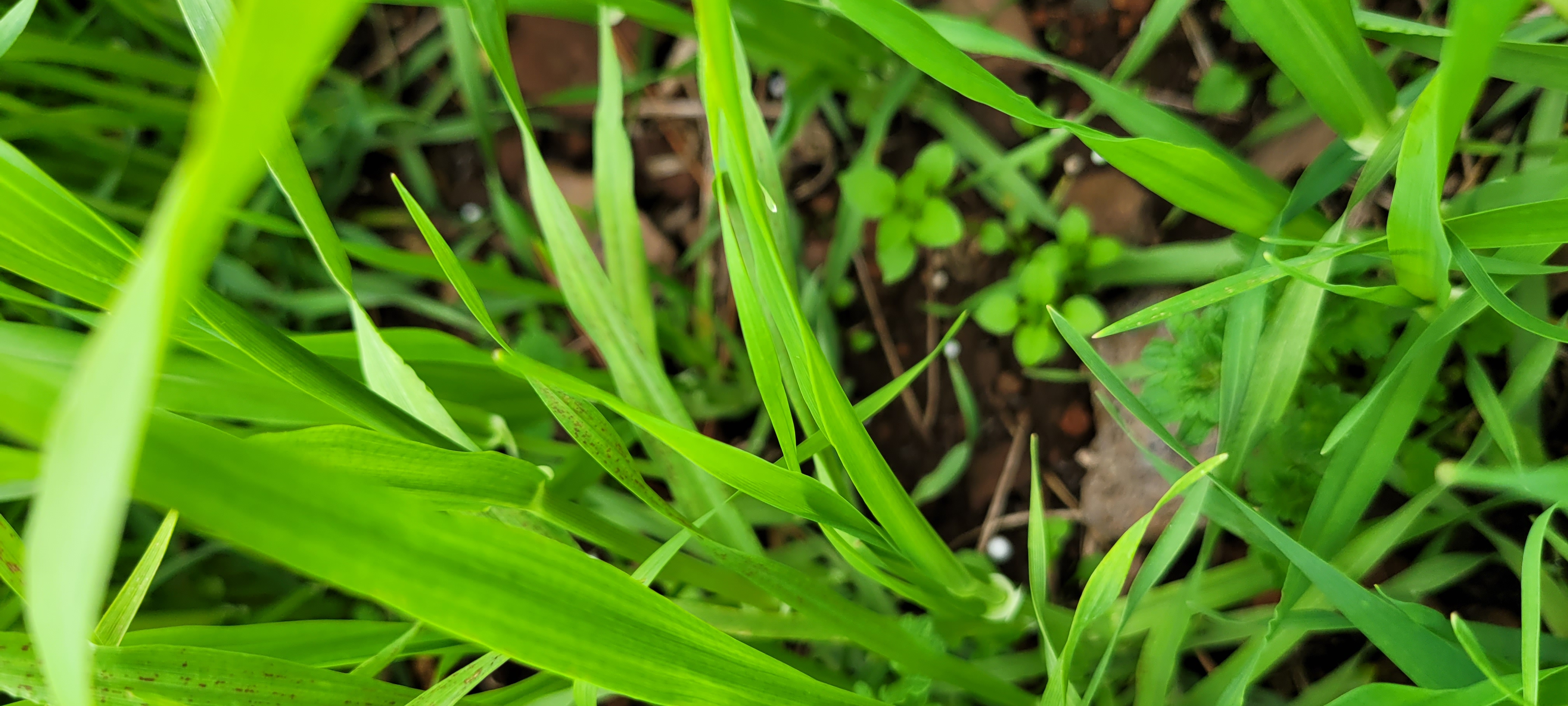 보리에서 이런경우 원인이 무엇인가요
