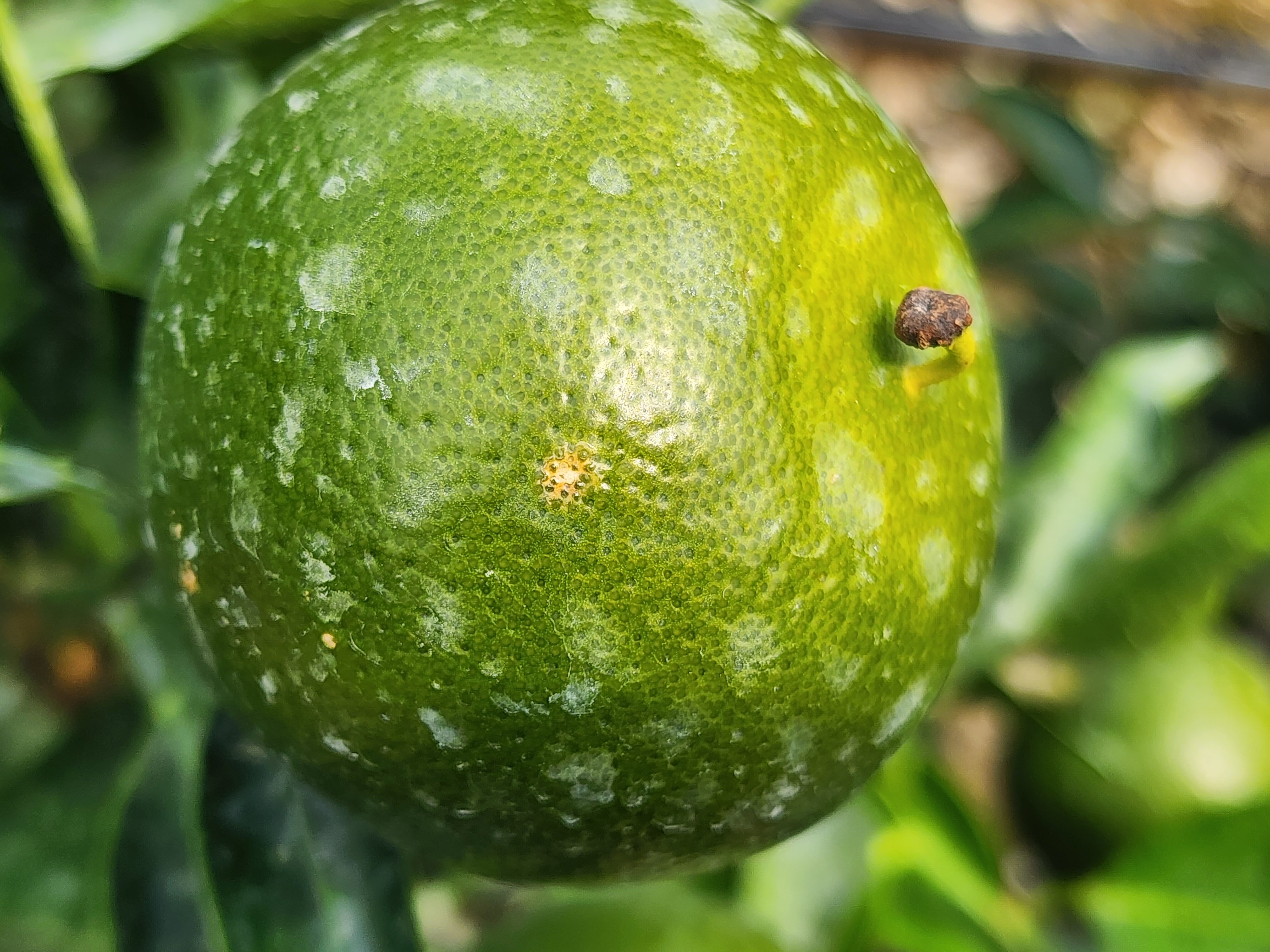 병해충 문의드립니다