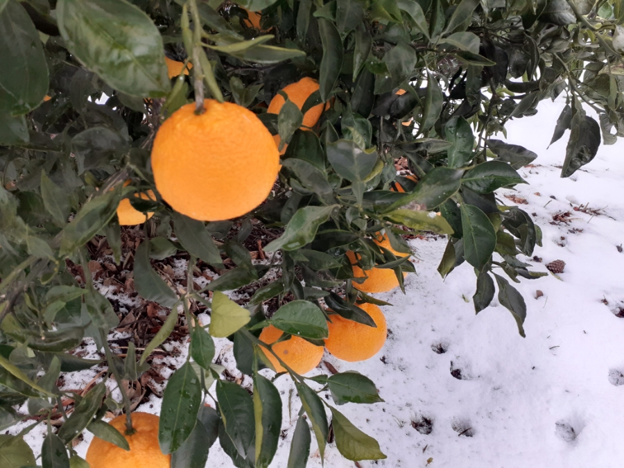 노지한라봉 한파가 오기전 봉투씌우는 시기 언제가 적당한가요?