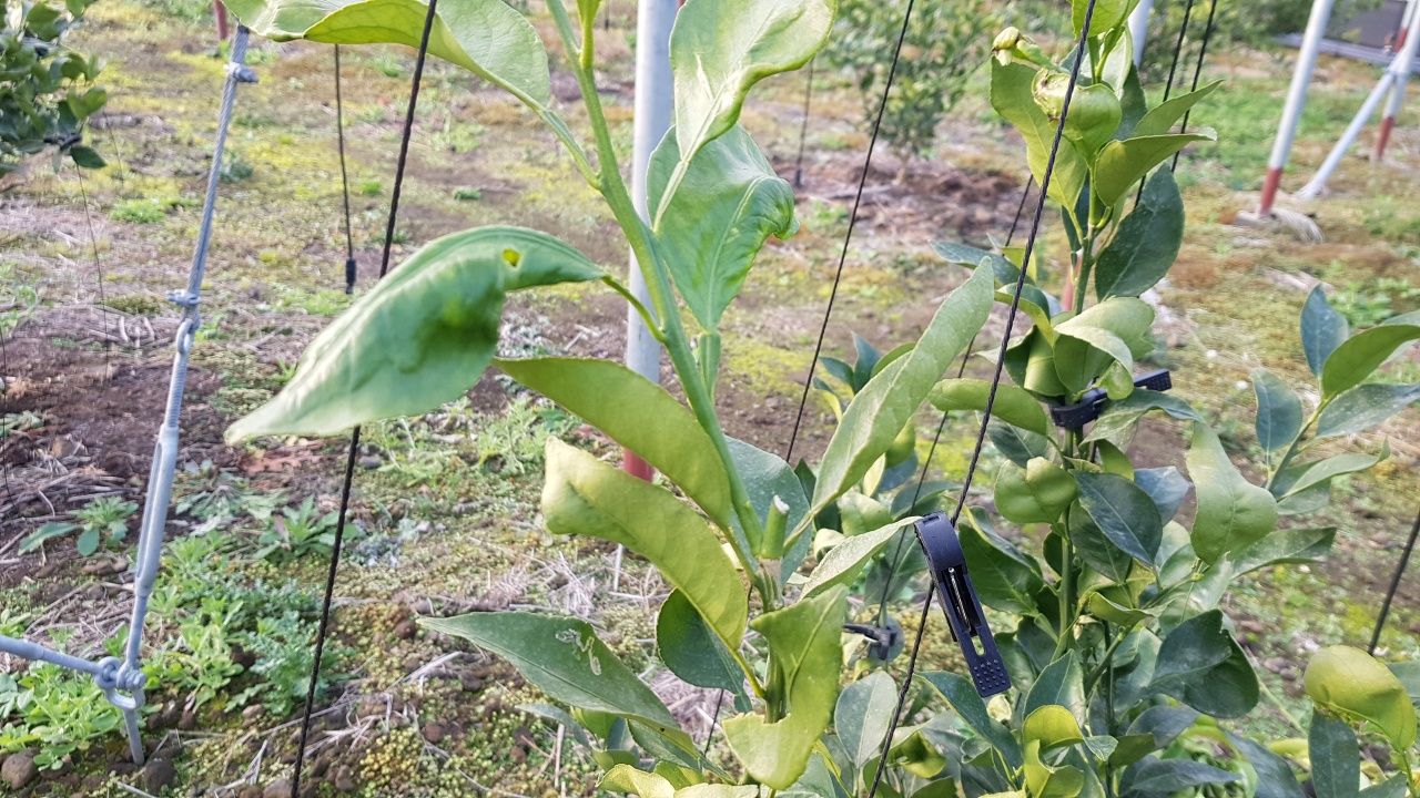 만감류 전정 질문 드립니다