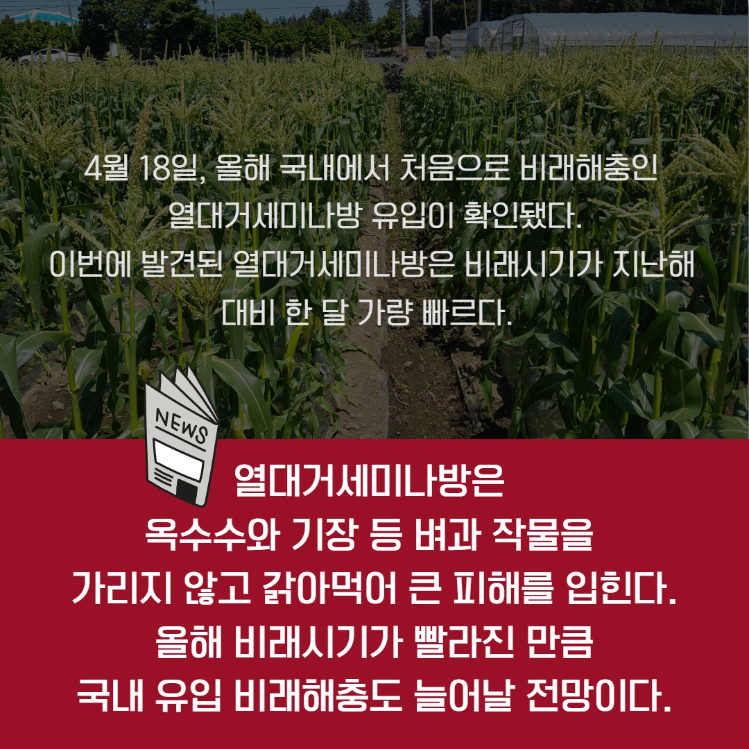 '열대거세미나방' 조기 발견과 신속한 방제가 필요합니다.
