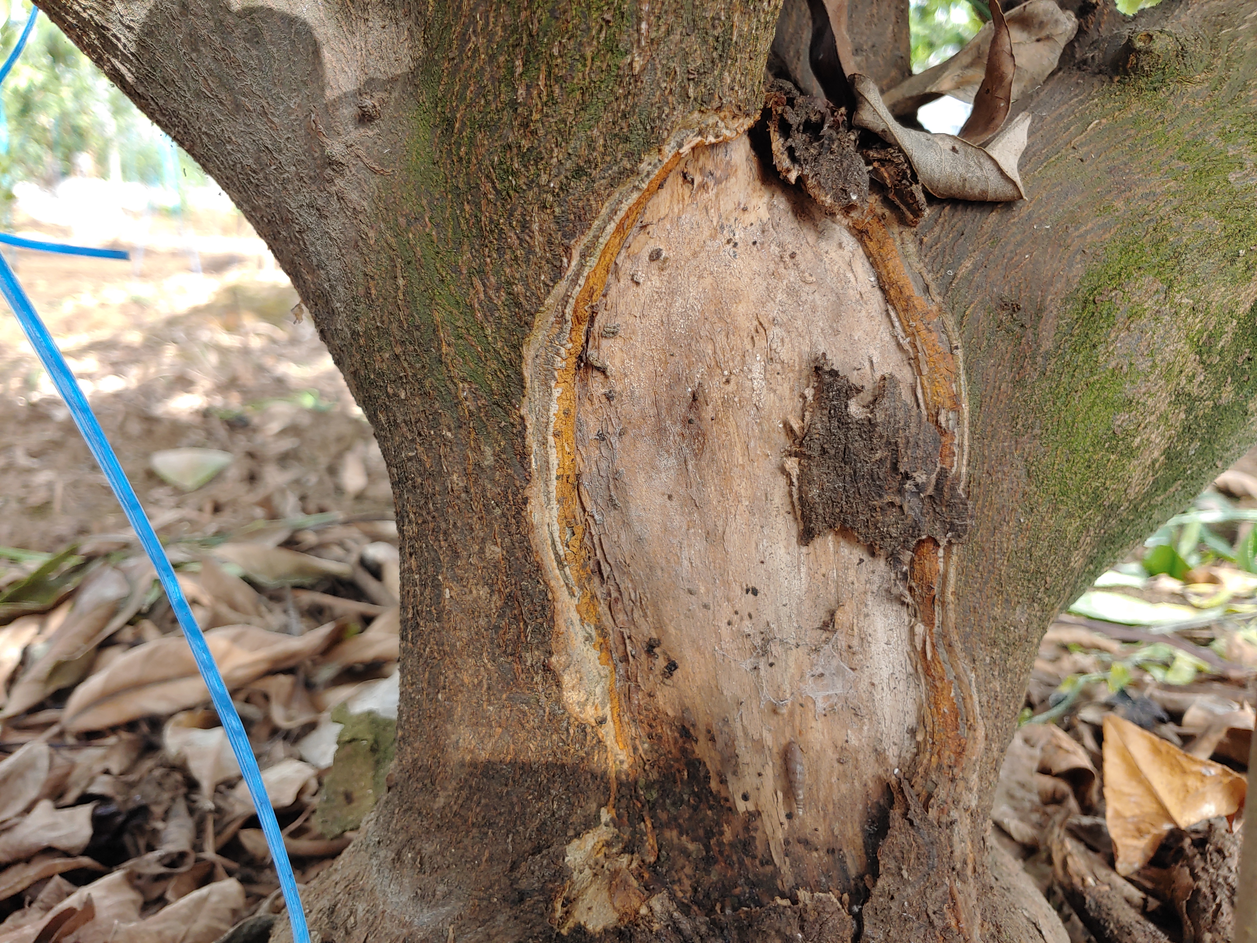 고접 레드향 나무 밑동