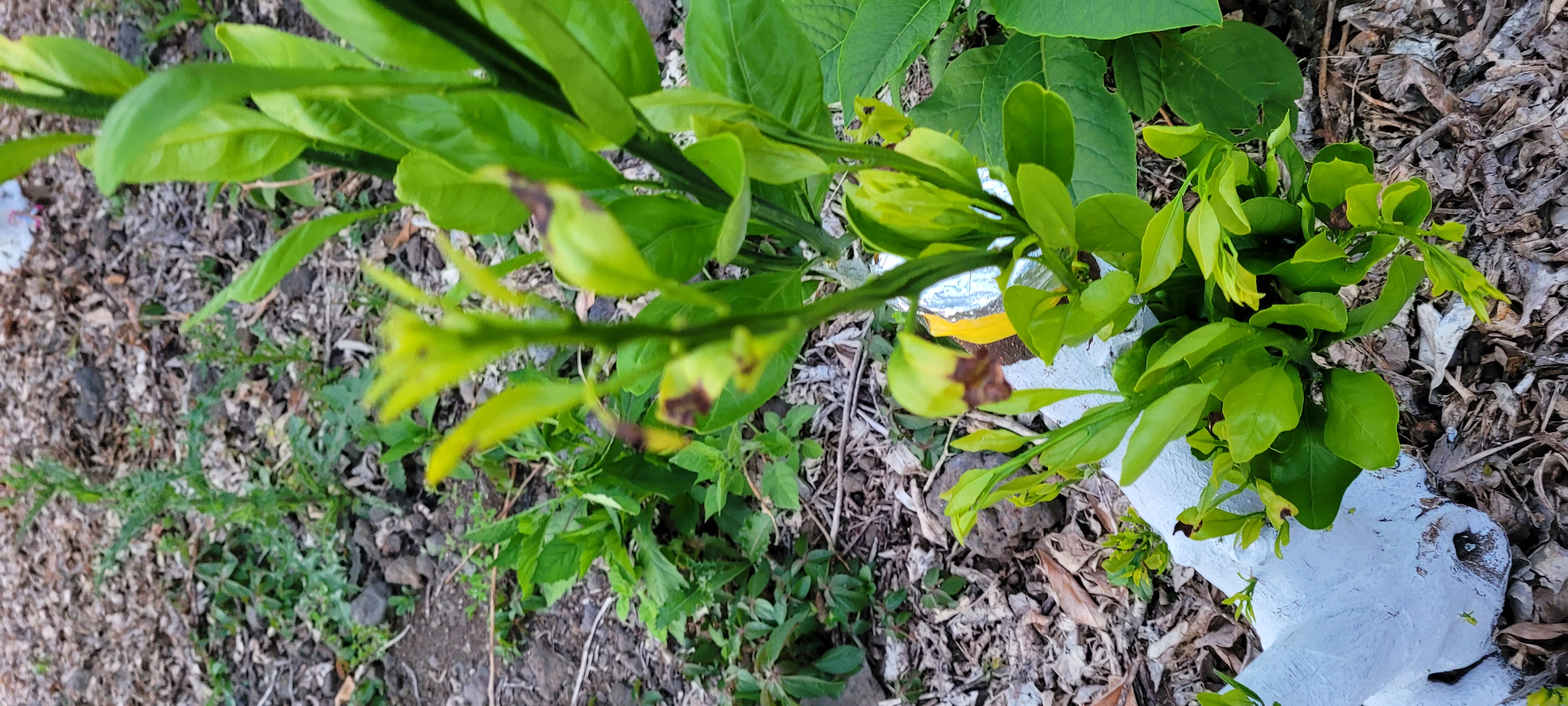 접순 새순이 검게 변하는 원인이?