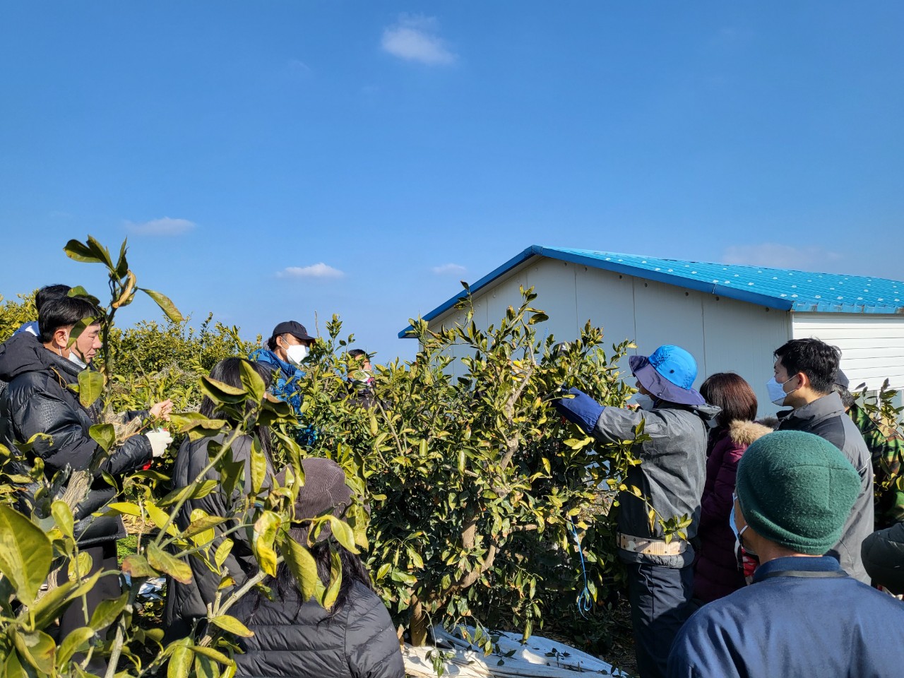 2022 노지감귤 재배기술 정지·전정 실습교육