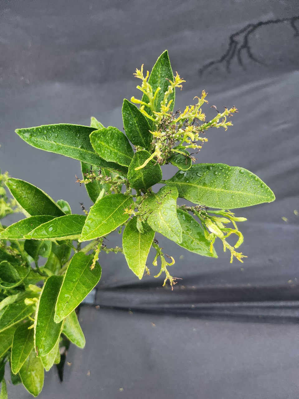 감귤 궁천 3년생 병해충 상담 문의