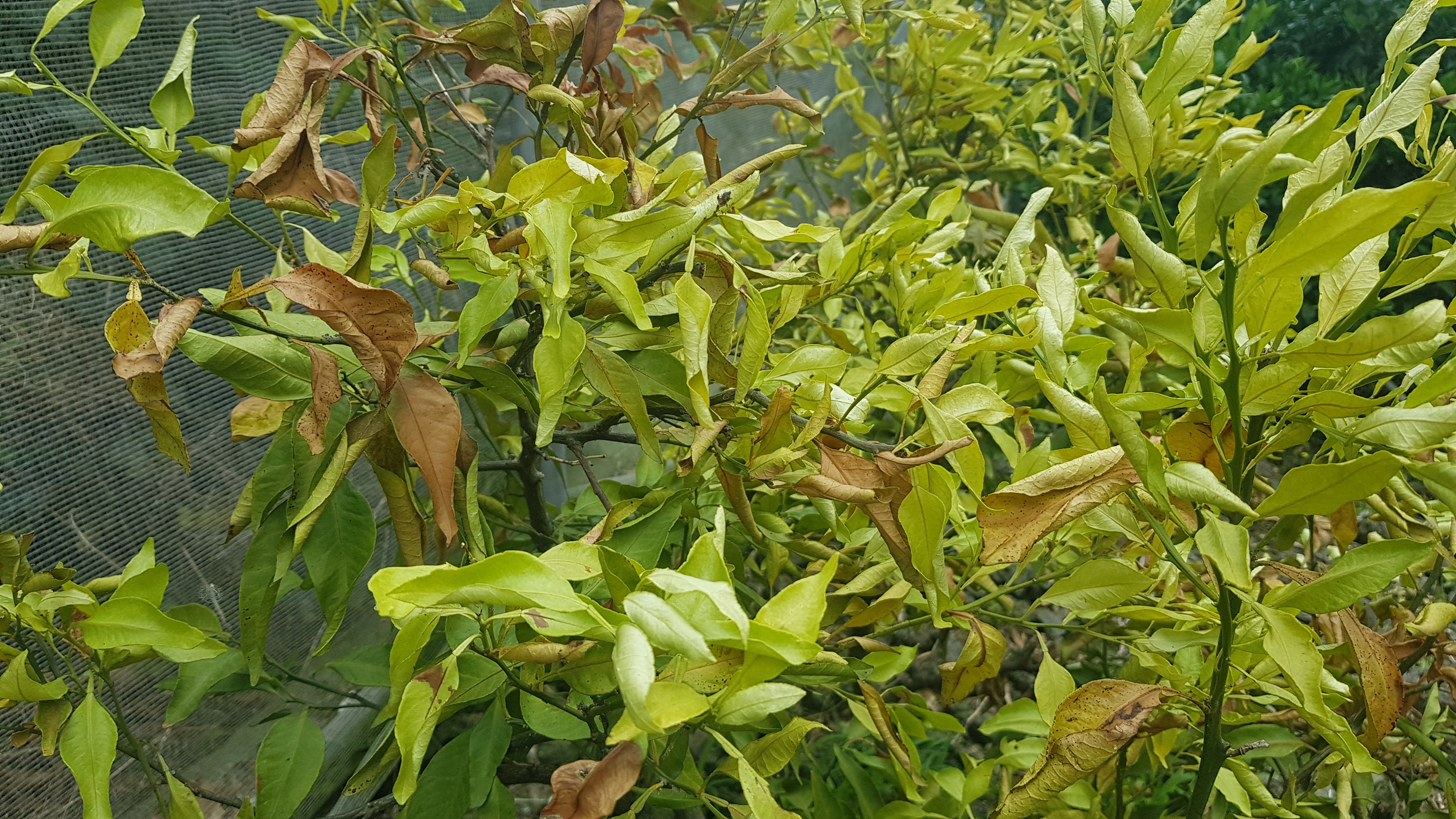 나무가 고사되고있습니다.