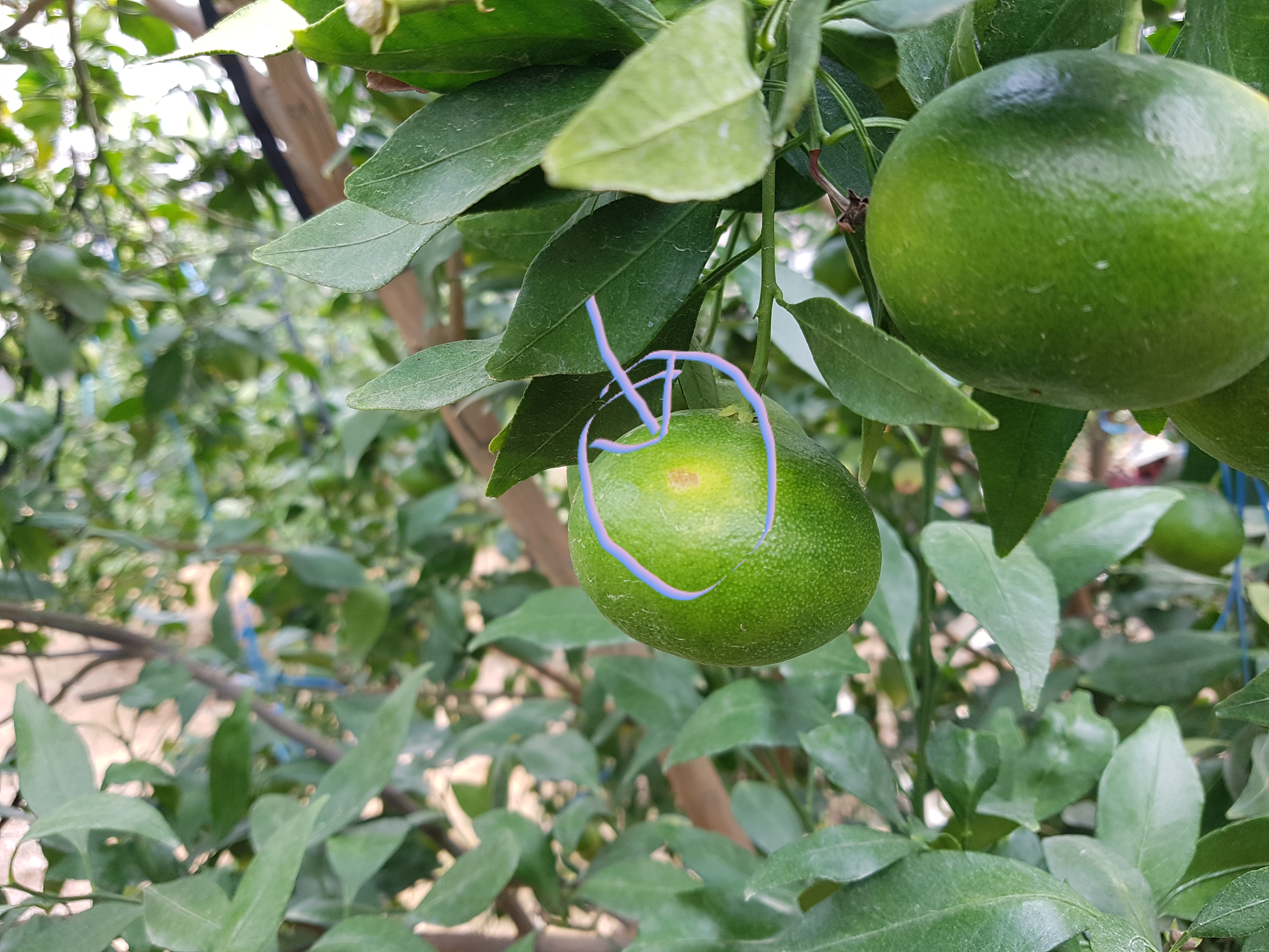 레드향 병해충 ???