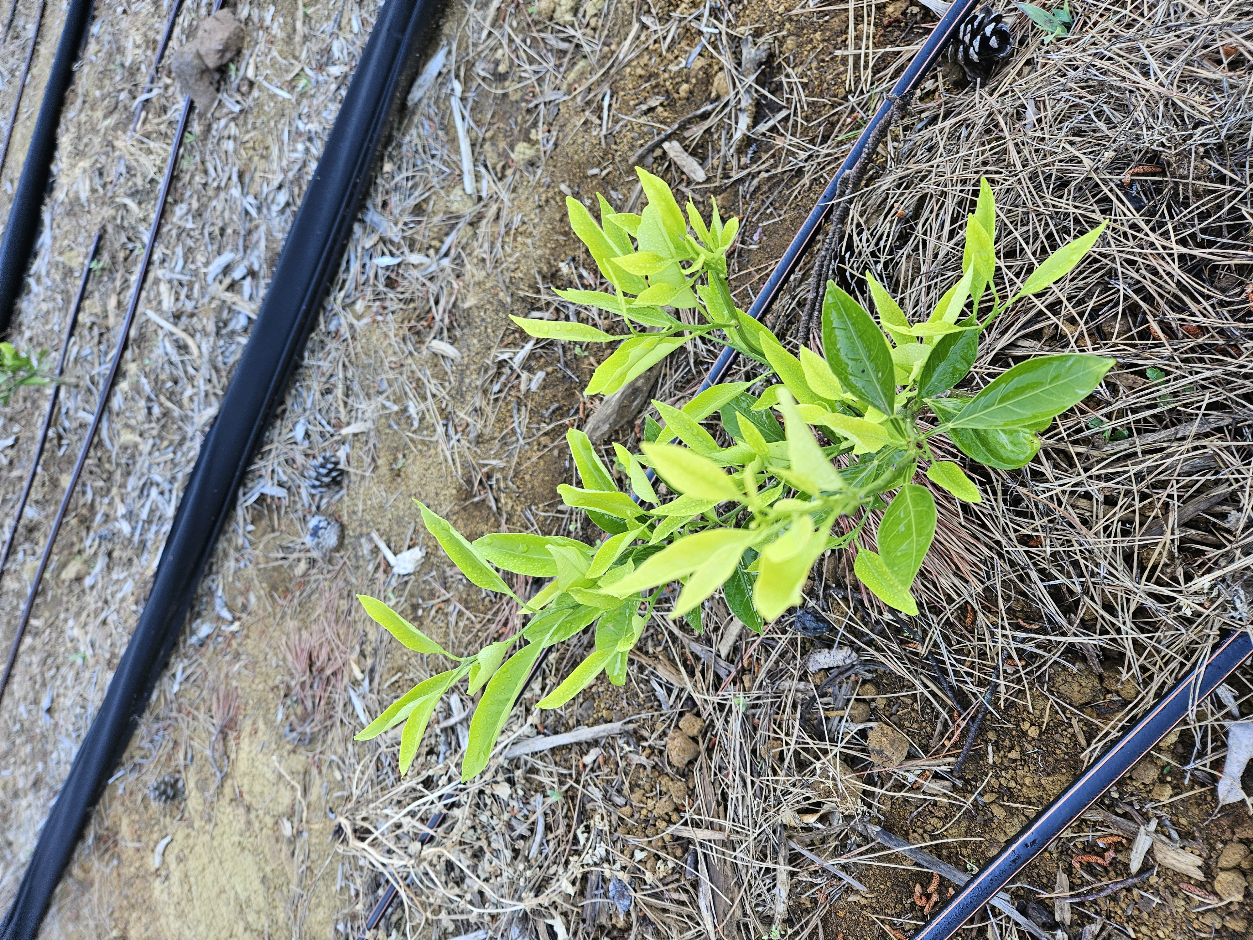 새순문의입니다.