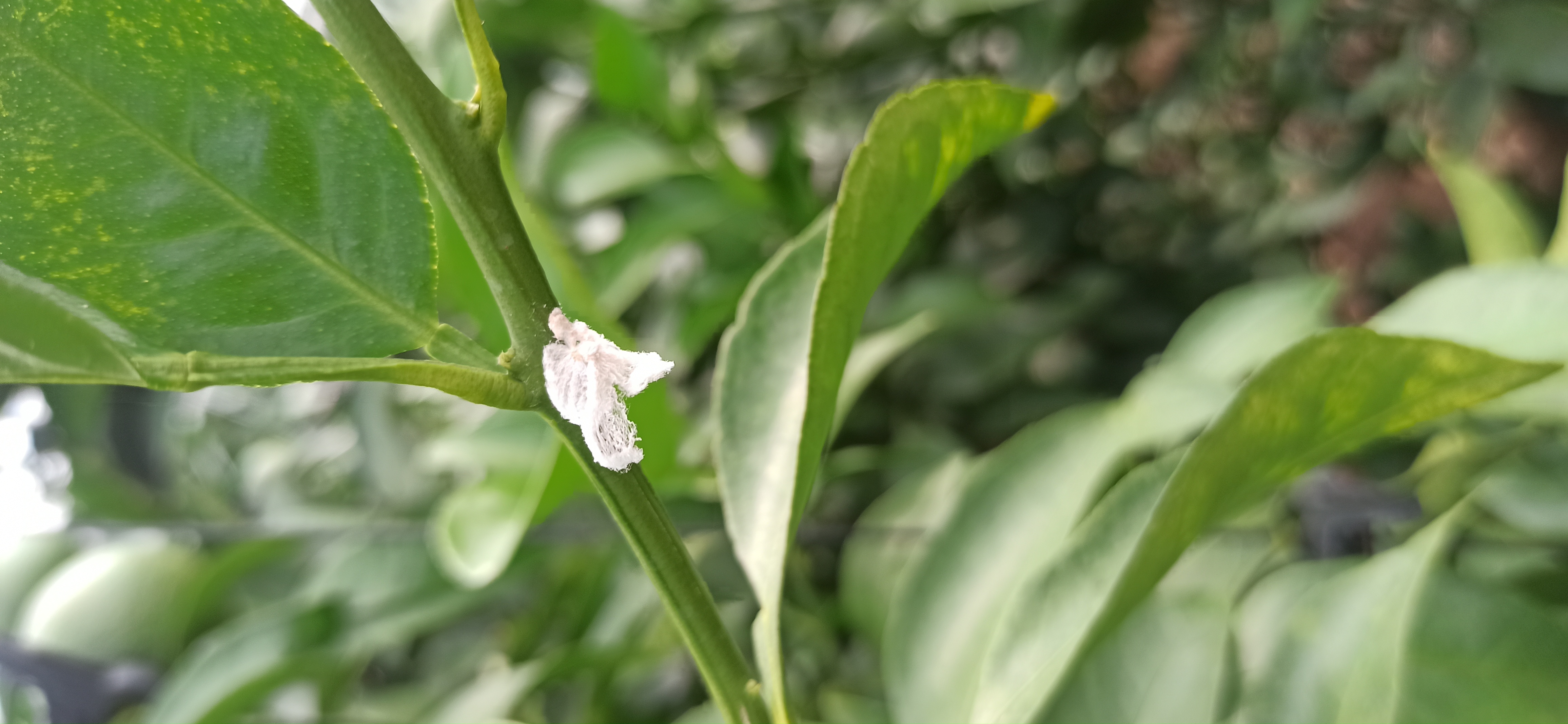 한라봉 나무에 못보던 벌래가 많아요