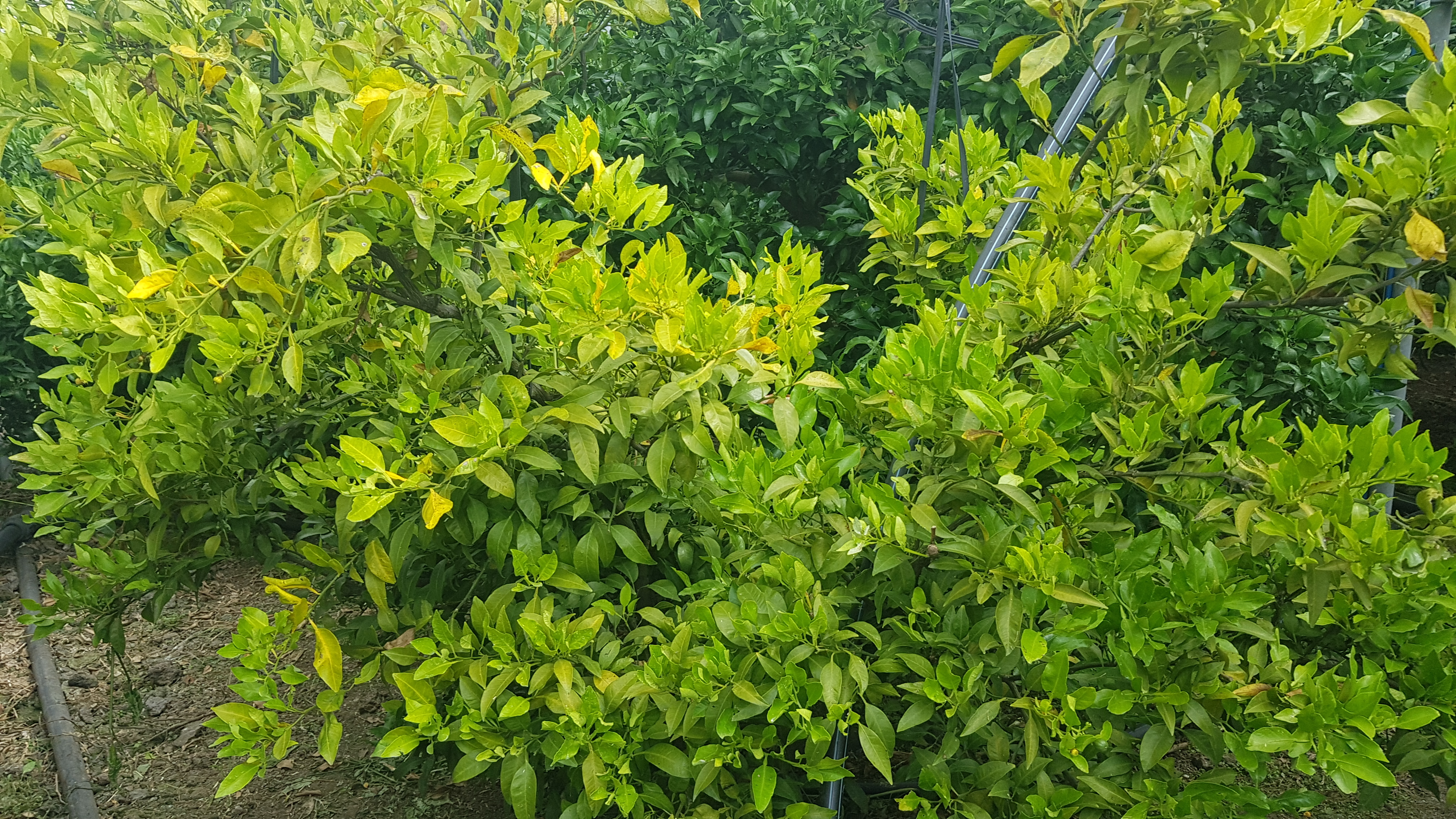 나무가 고사되고있습니다.