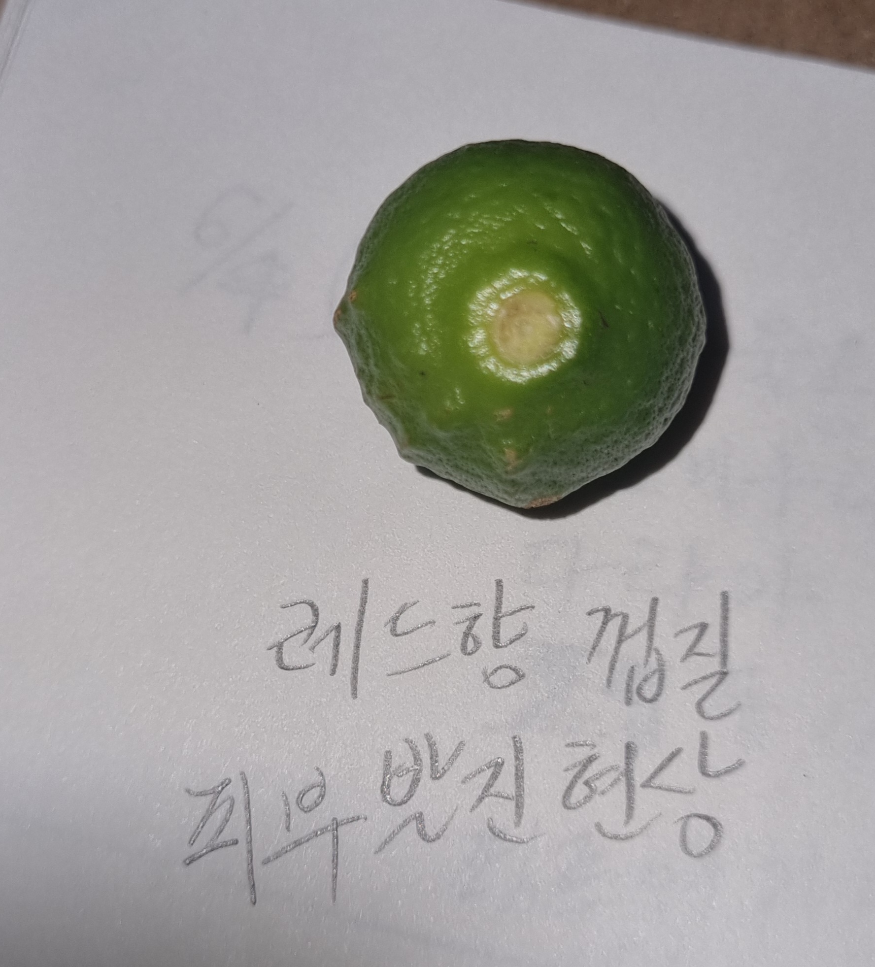 레드향 열매껍질 발진현상