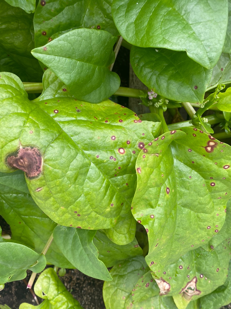 병해충 관련 문의