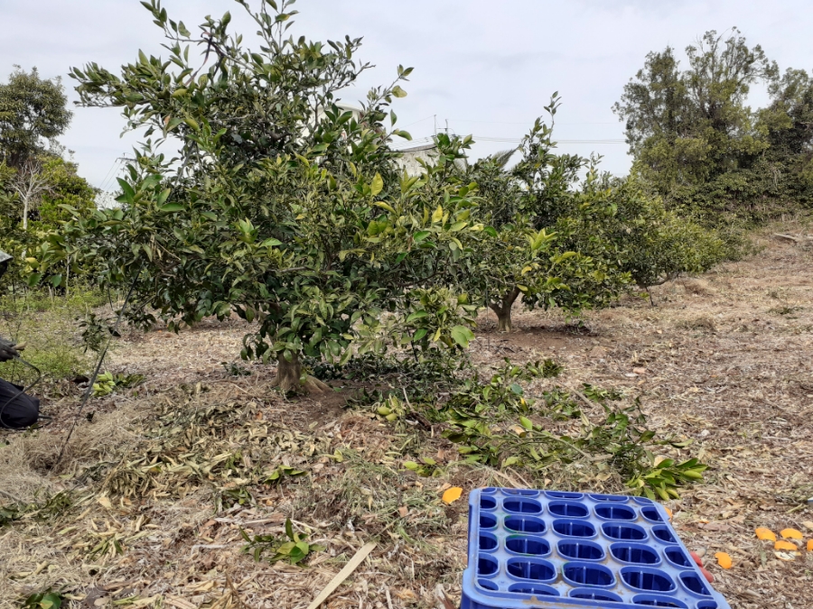노지한라봉 농약 살포시기및 보르도액이나 기계유기살포시기 문의
