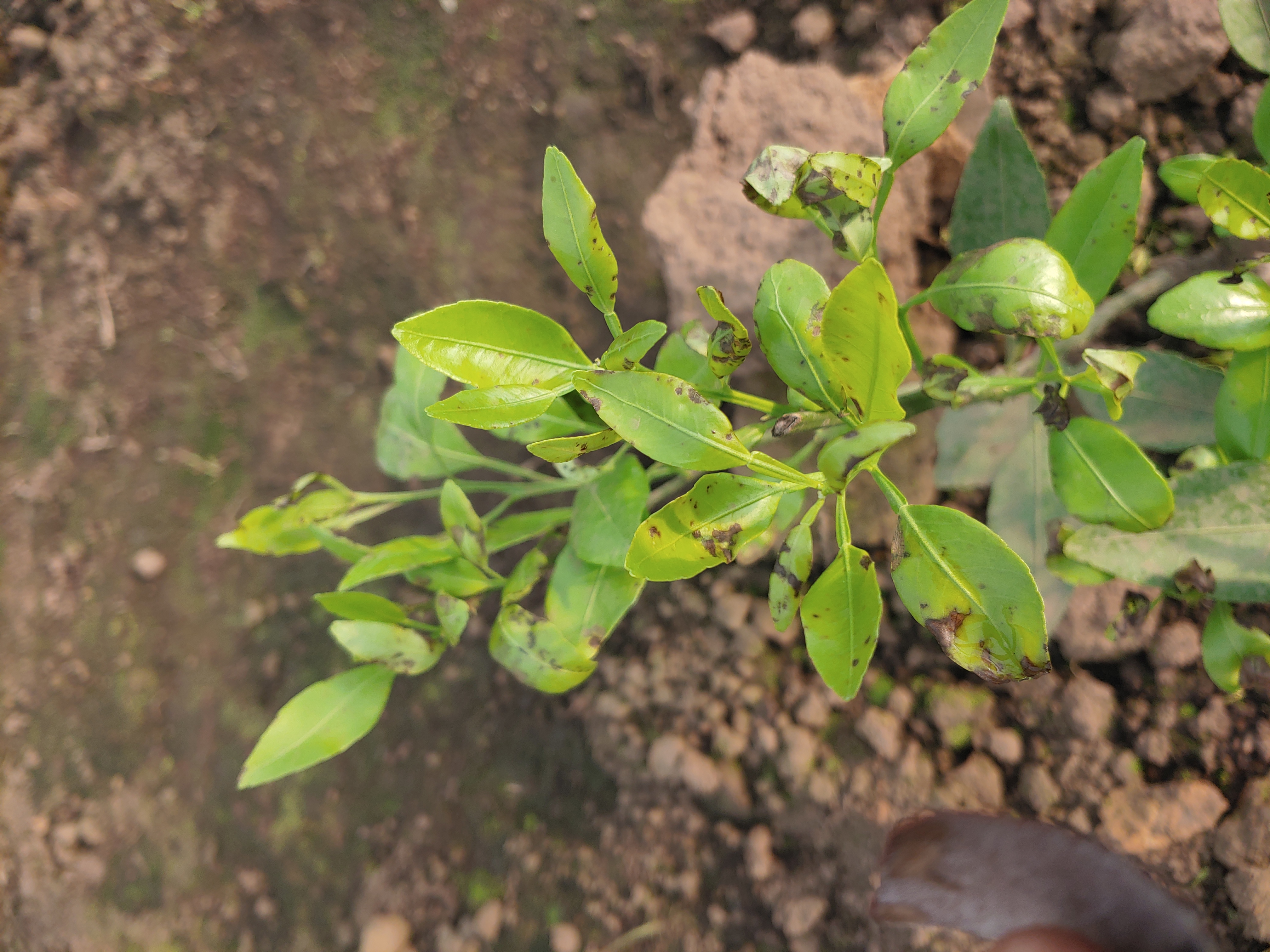레드향 잎 이상 증세