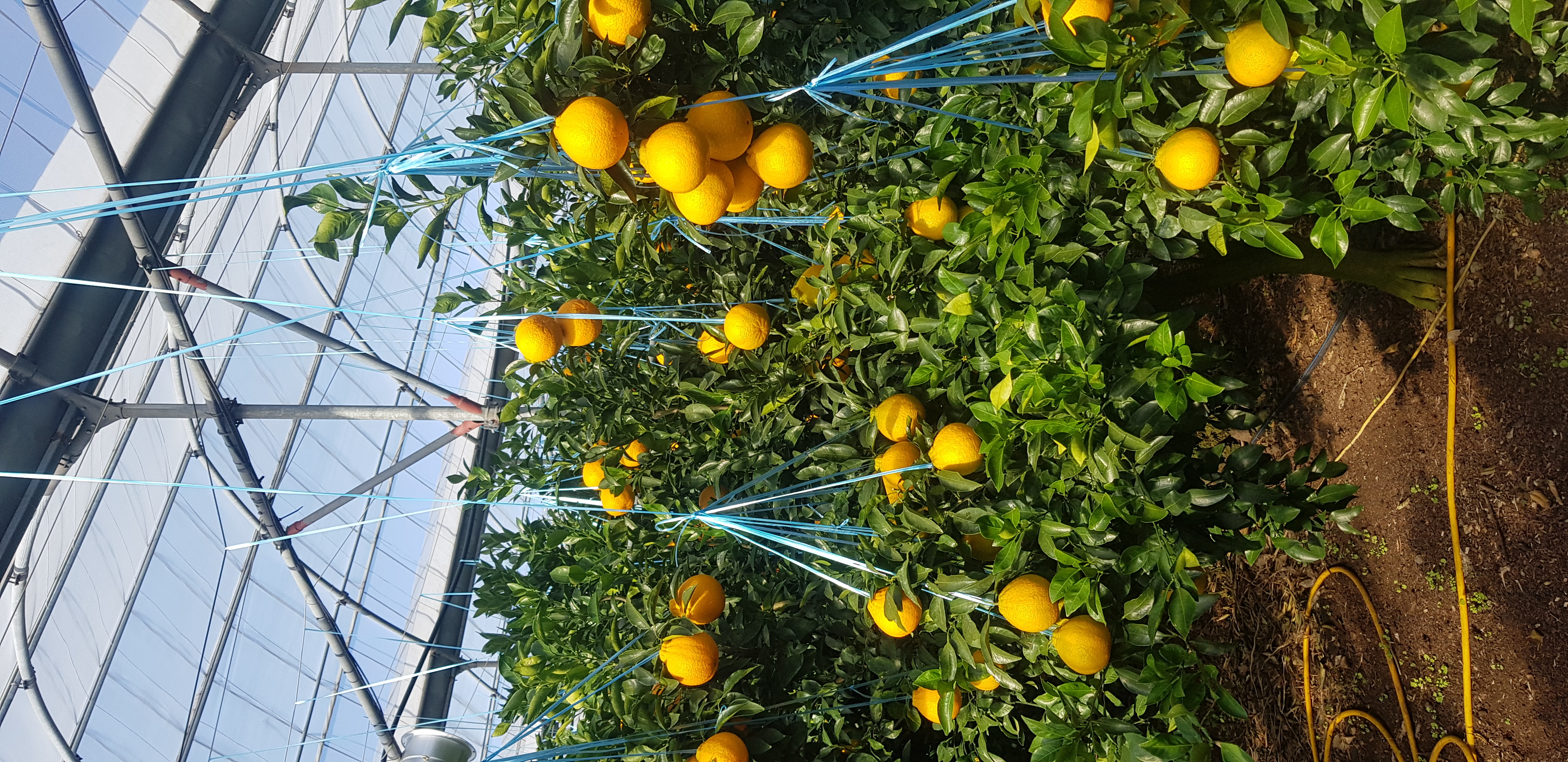 한라봉 산도 관련