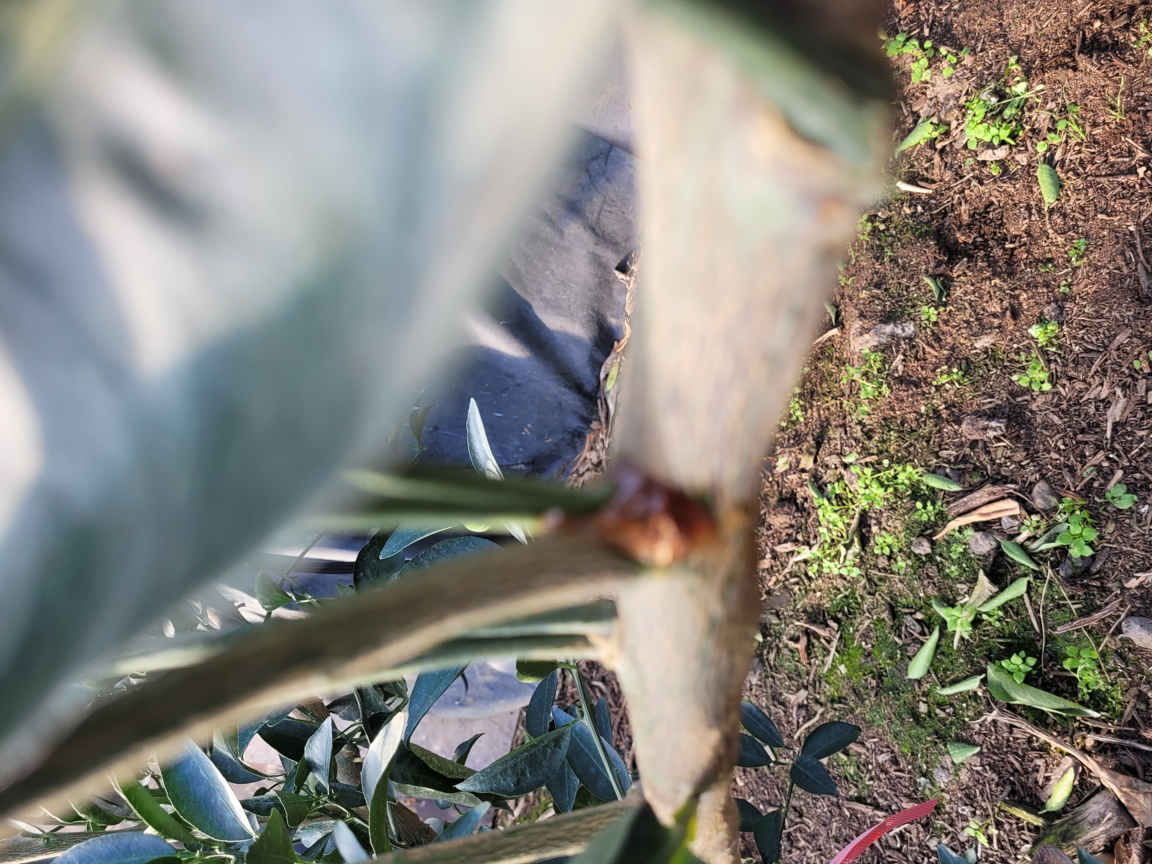 천혜향병해문의