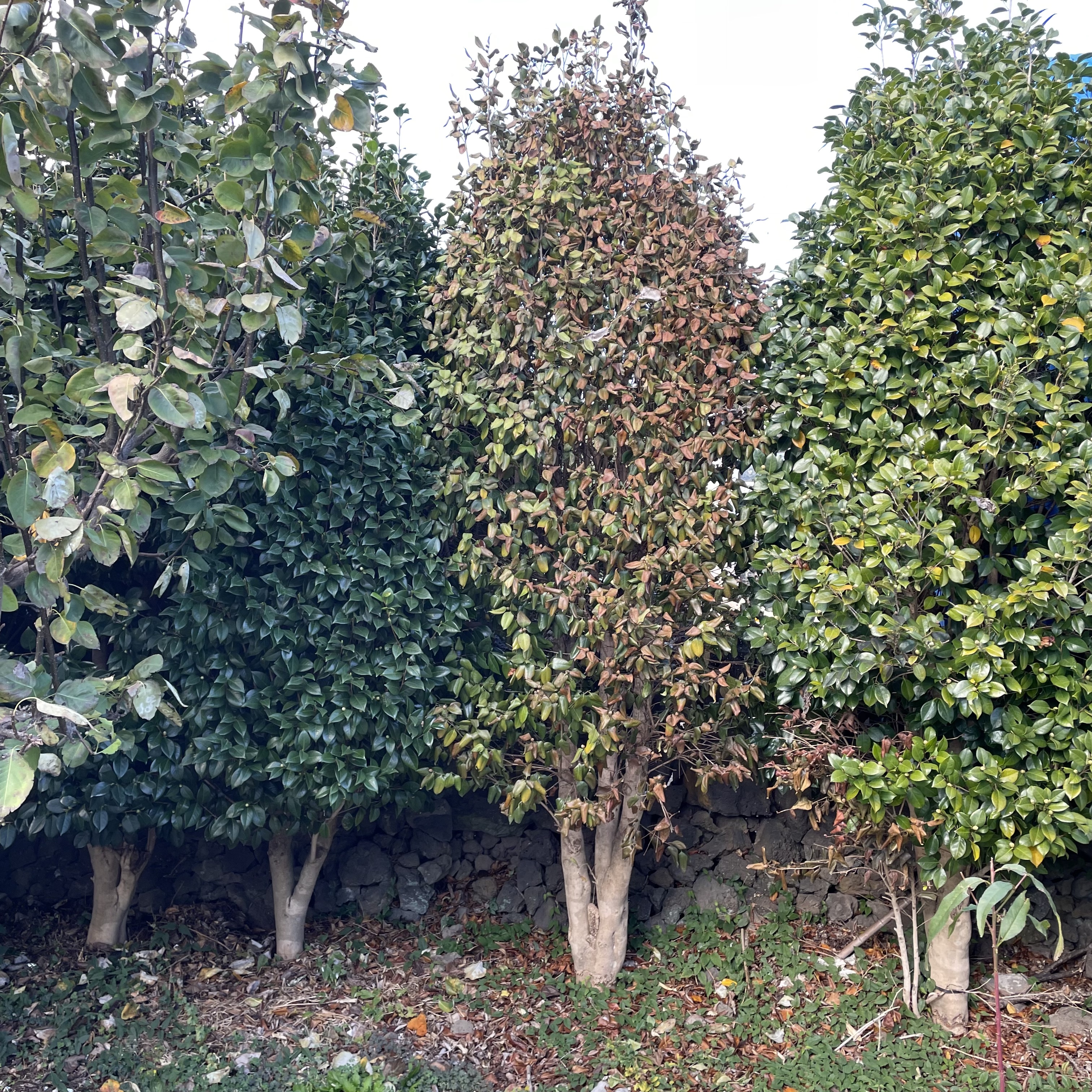 동백나무 병충해 문의