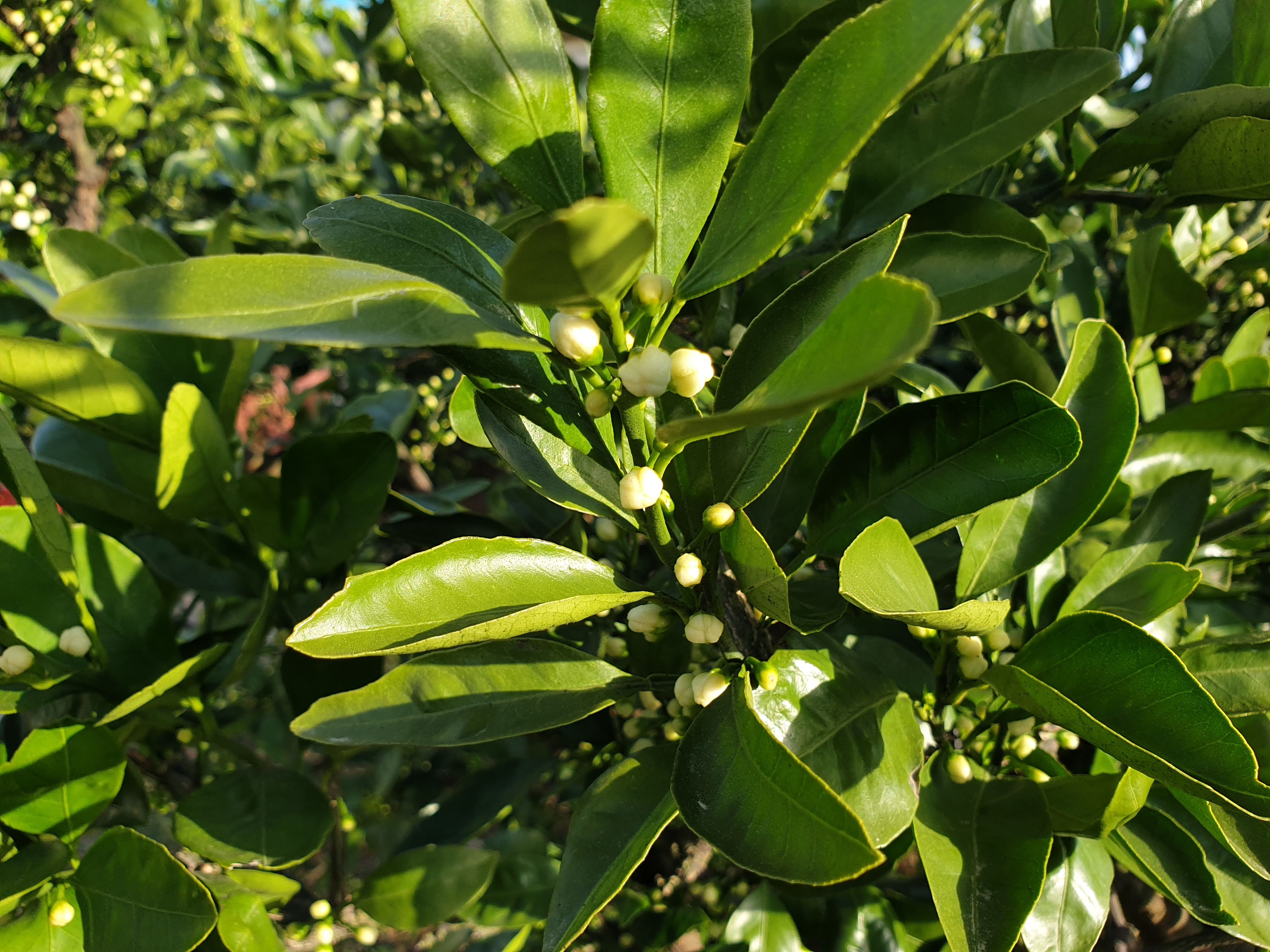 유투브를 봤습니다..노지감귤4-5월재배관리방법방