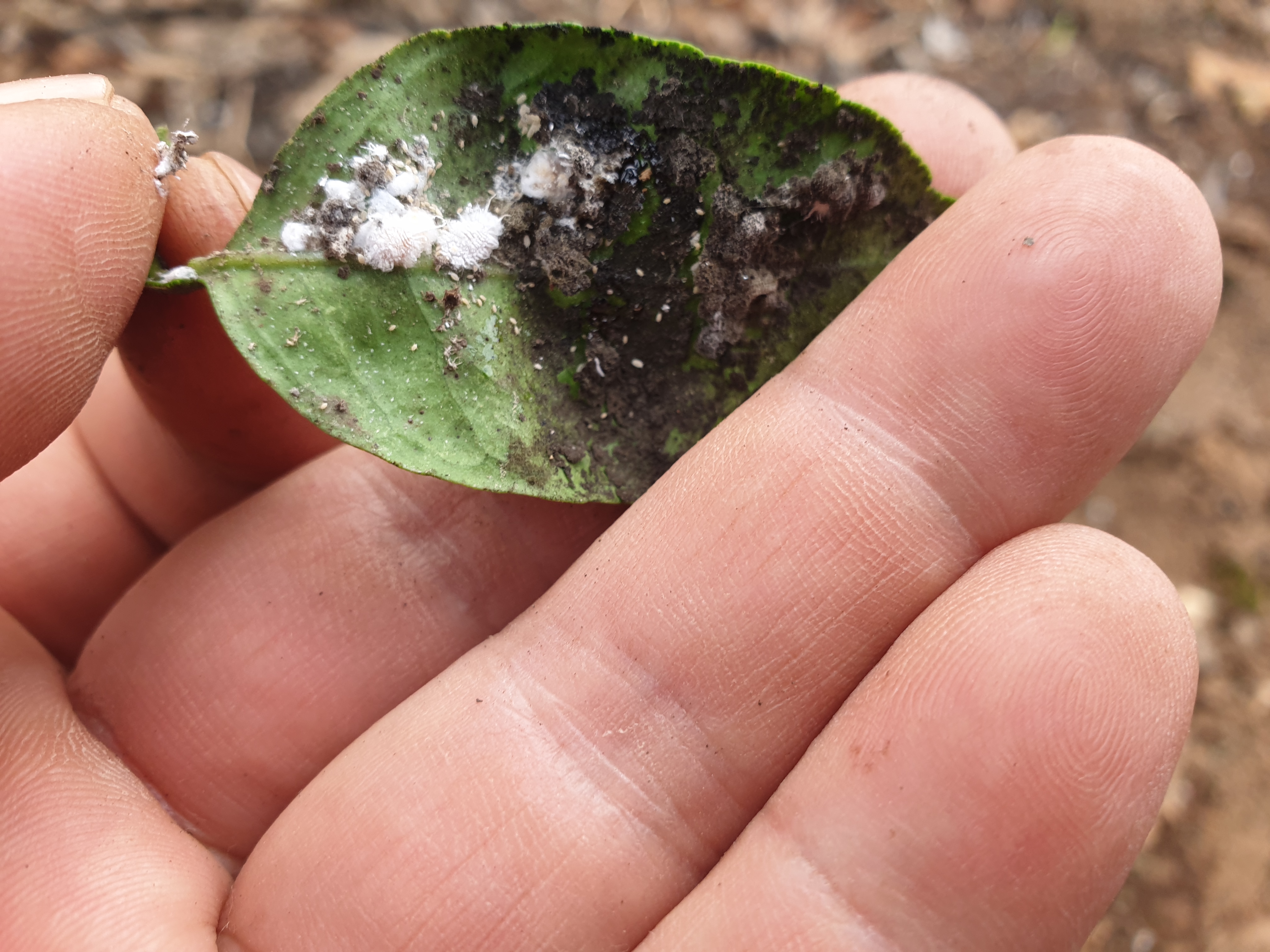 레드향 병해충 질의