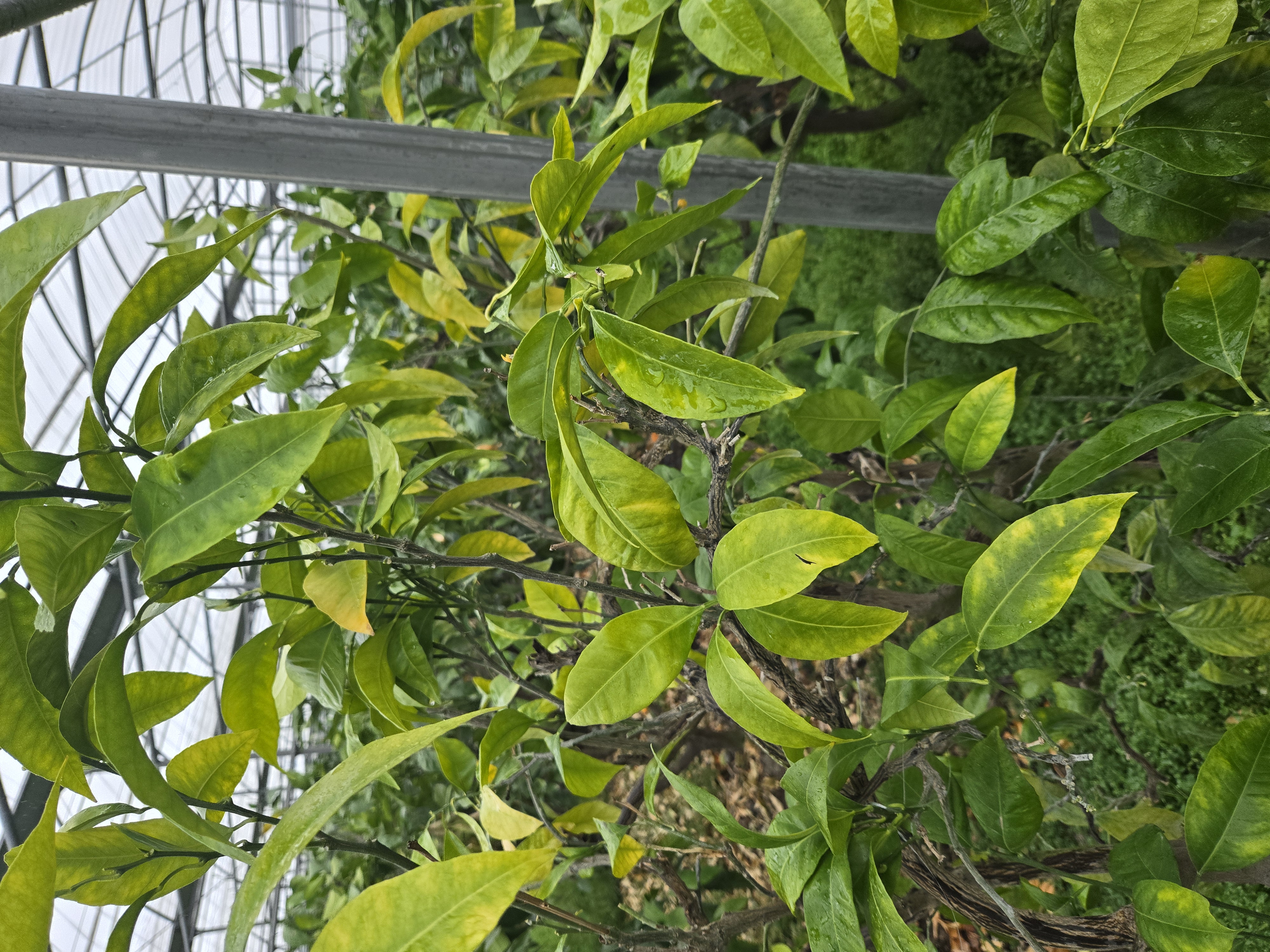 일남일호 나뭇잎 색 문의