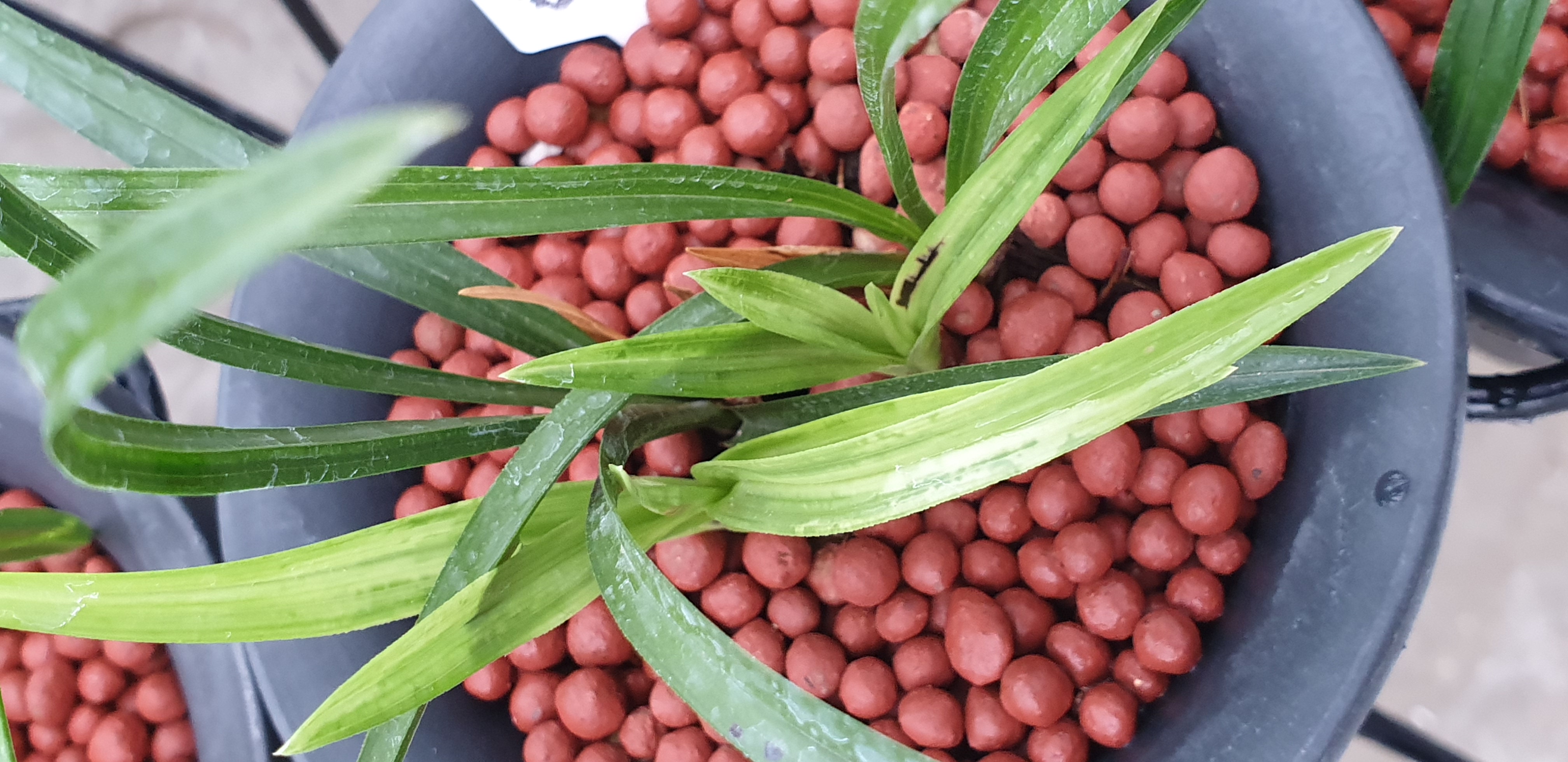 난초 바이러스인지 궁금합니다