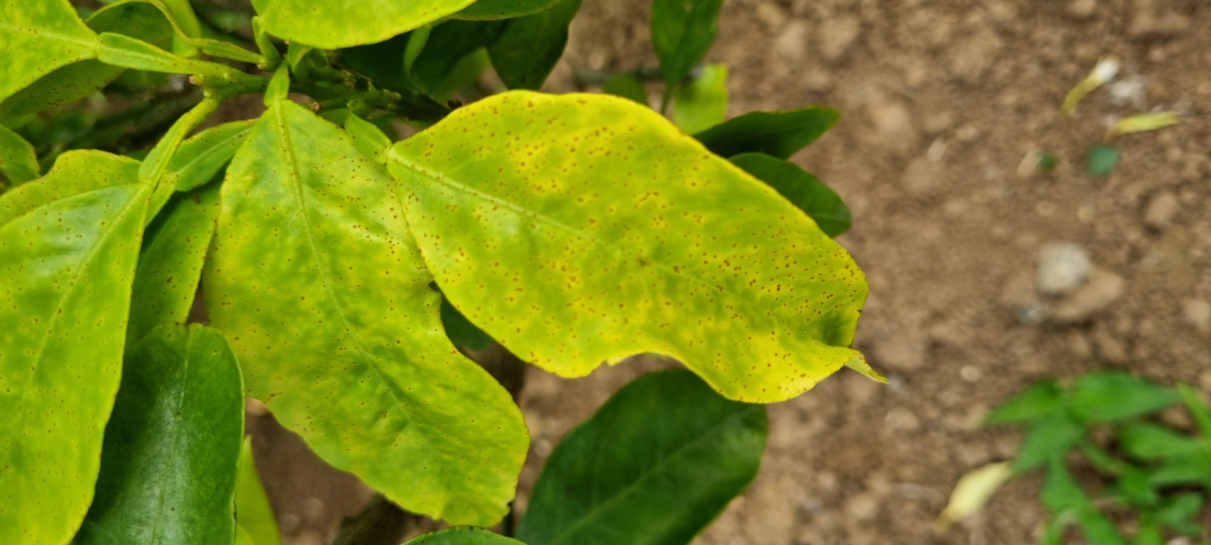 황금향묘목 가지마름