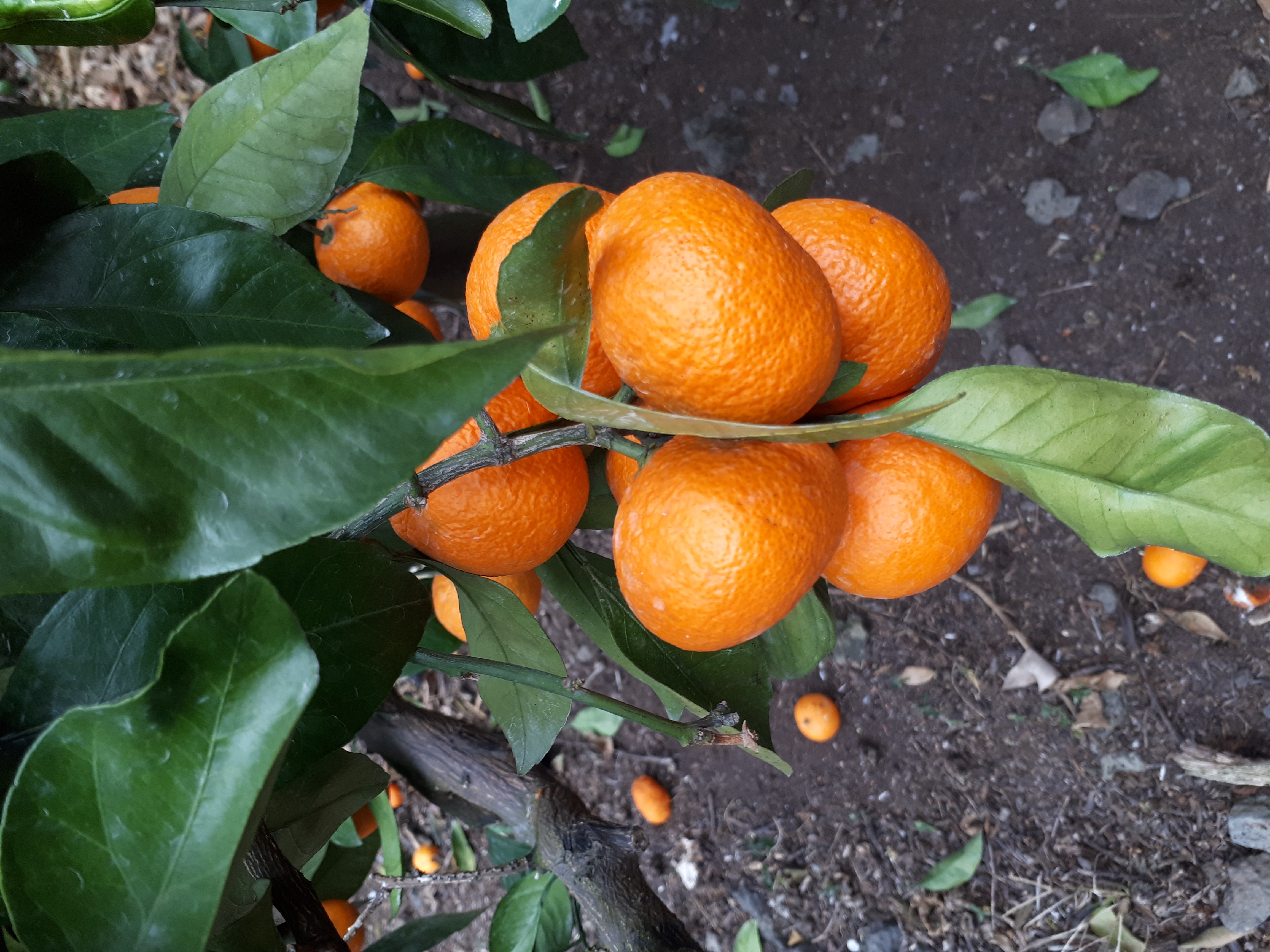 노지감귤 껍질 마름현상