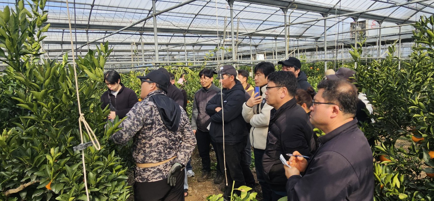 2026년 감귤류 정지.전정 기술교육 추진-11회차