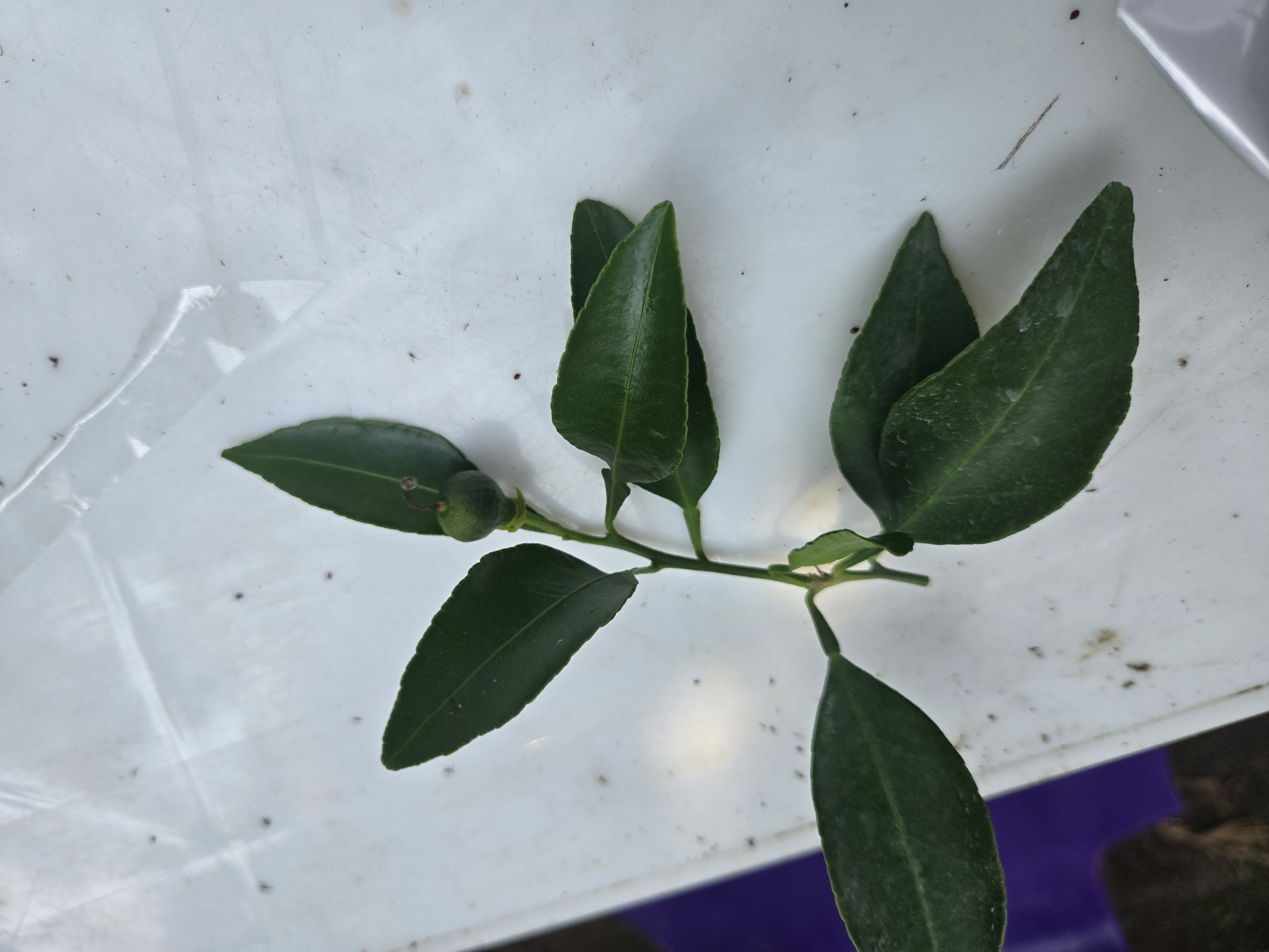 한라봉 적과문의