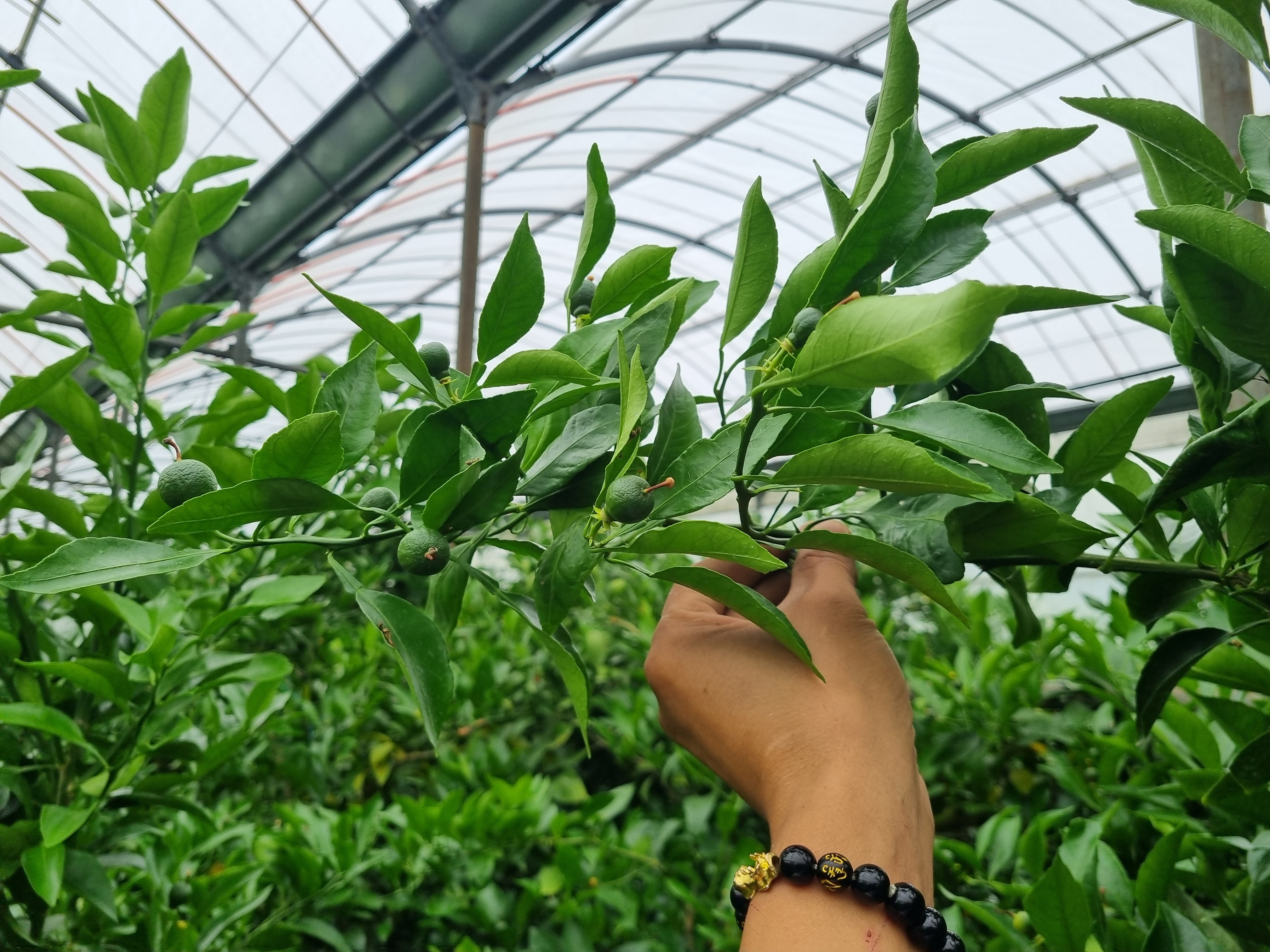 한라봉 결실되지않은 봄가지 정리방법 적과방법