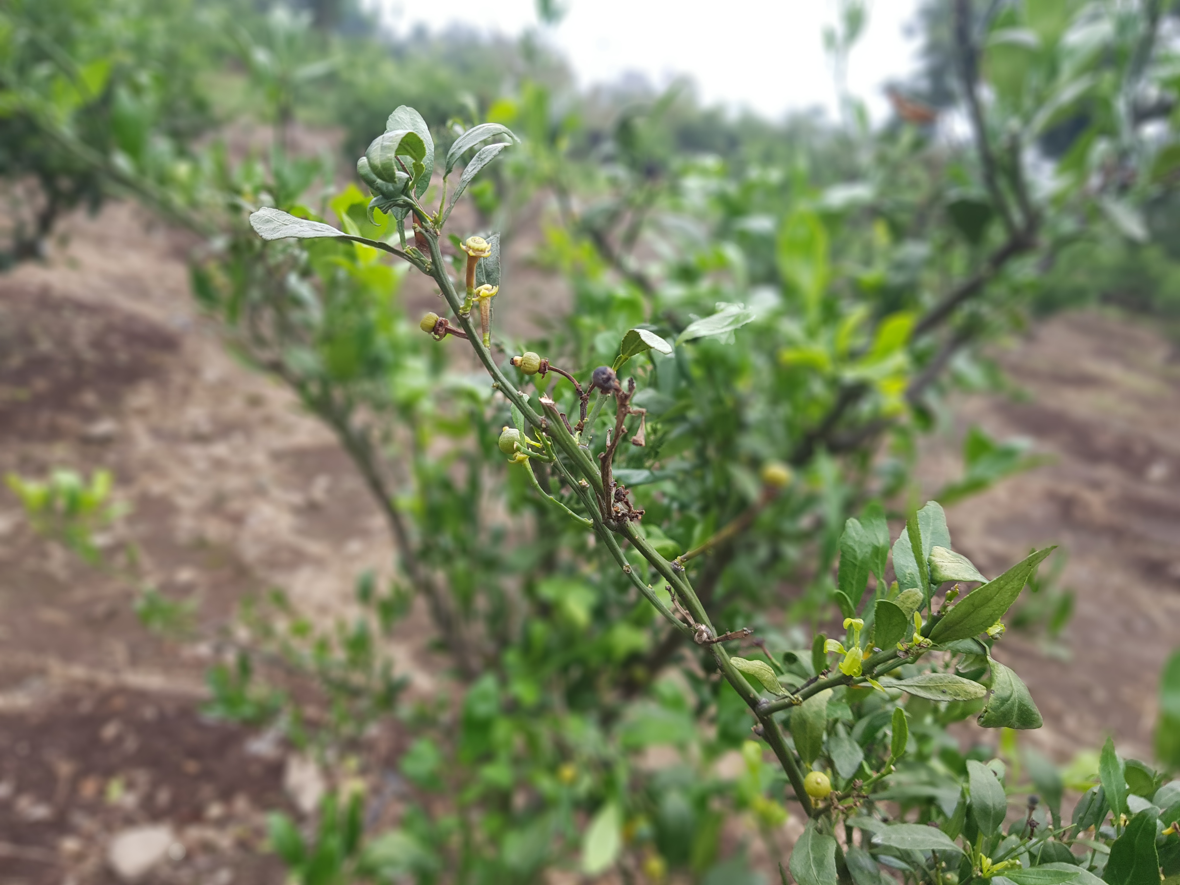 노지레드향 가지 마름